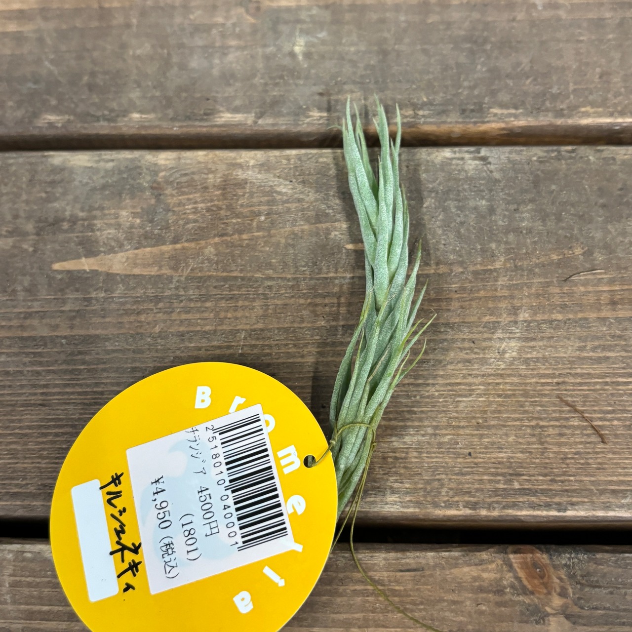 チランジア キルシュネキー【156】