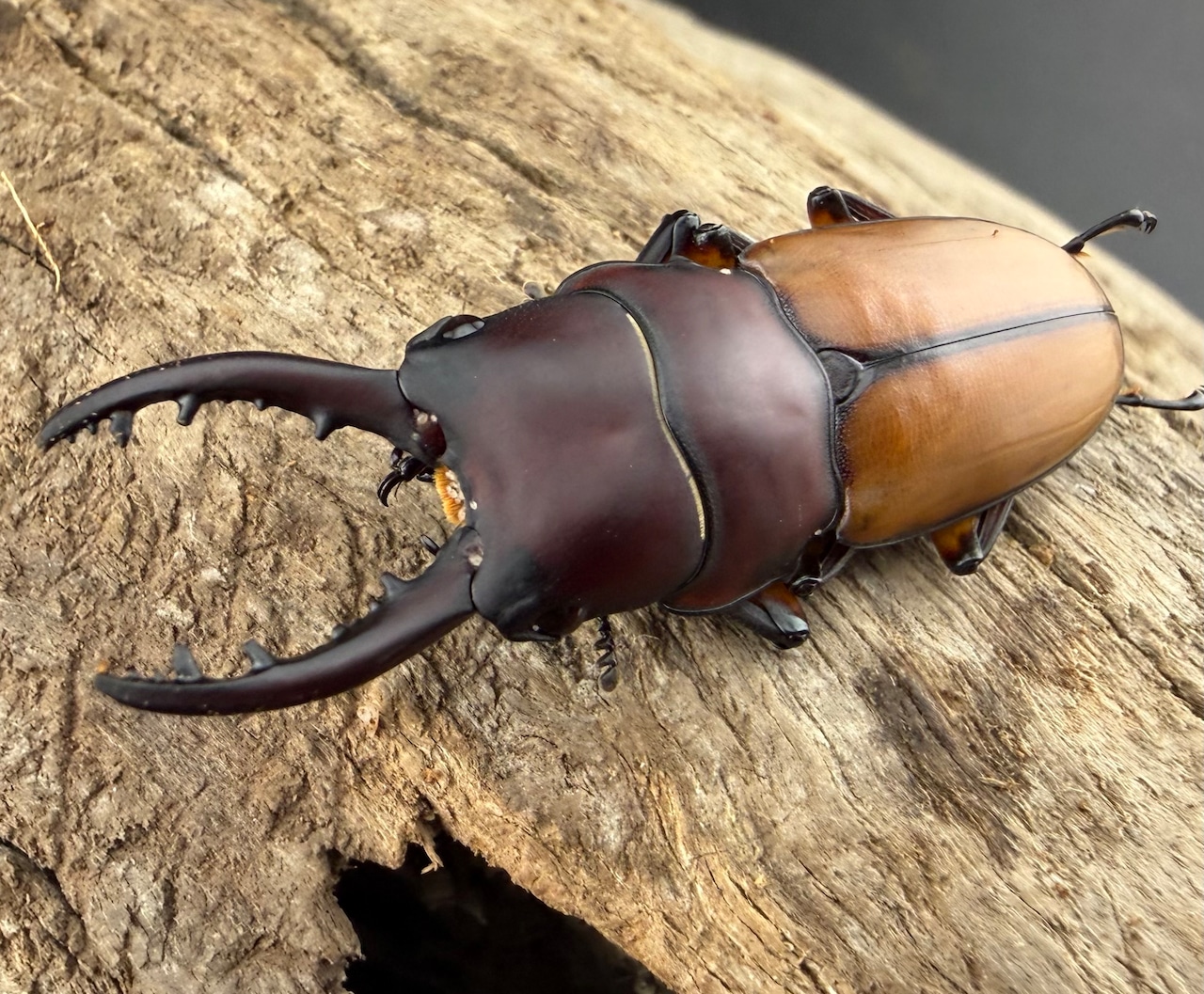 【WD】《ブルイジンノコギリ ペレン島産 40mm ペア》