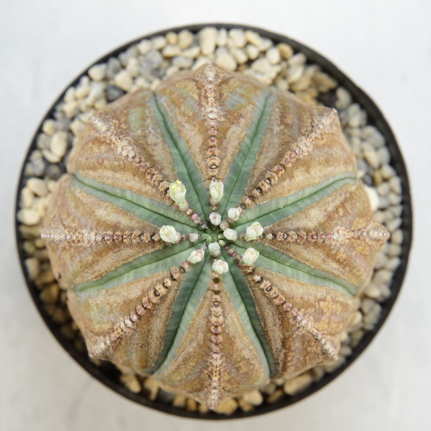 オス株 超木質化 超良型 超ラギット オベサ / 木質化