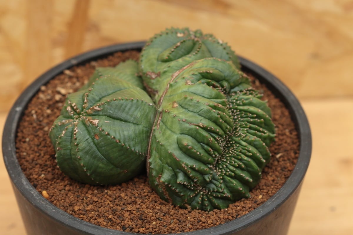 販売済み：オベサ 図鑑】【綴化双頭多頭】Euphorbia Obesa