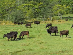 【特典つき】北海道牛霜降りハンバーグ