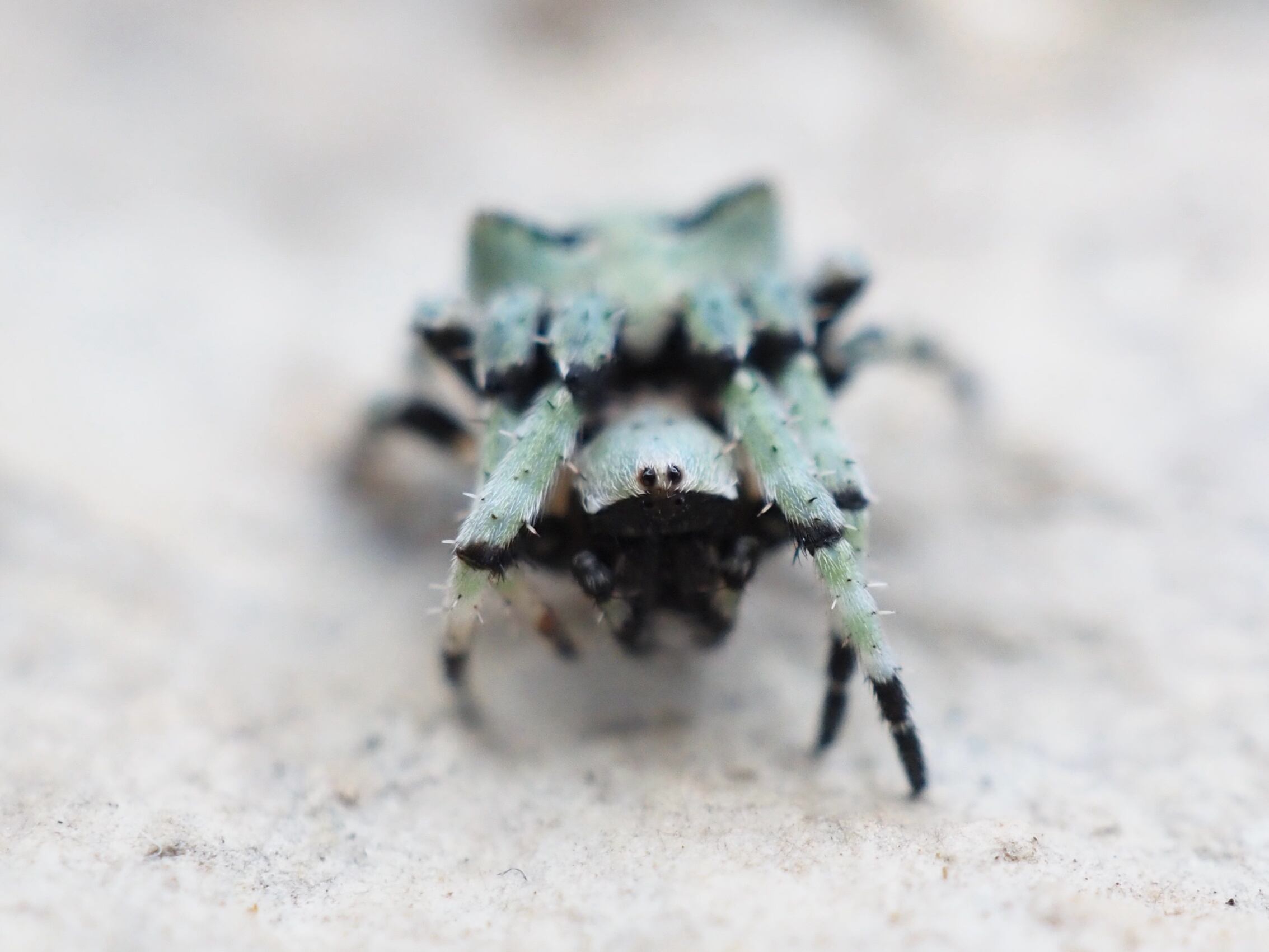 コケオニグモ 1匹 クモ | おだんごくらぶ