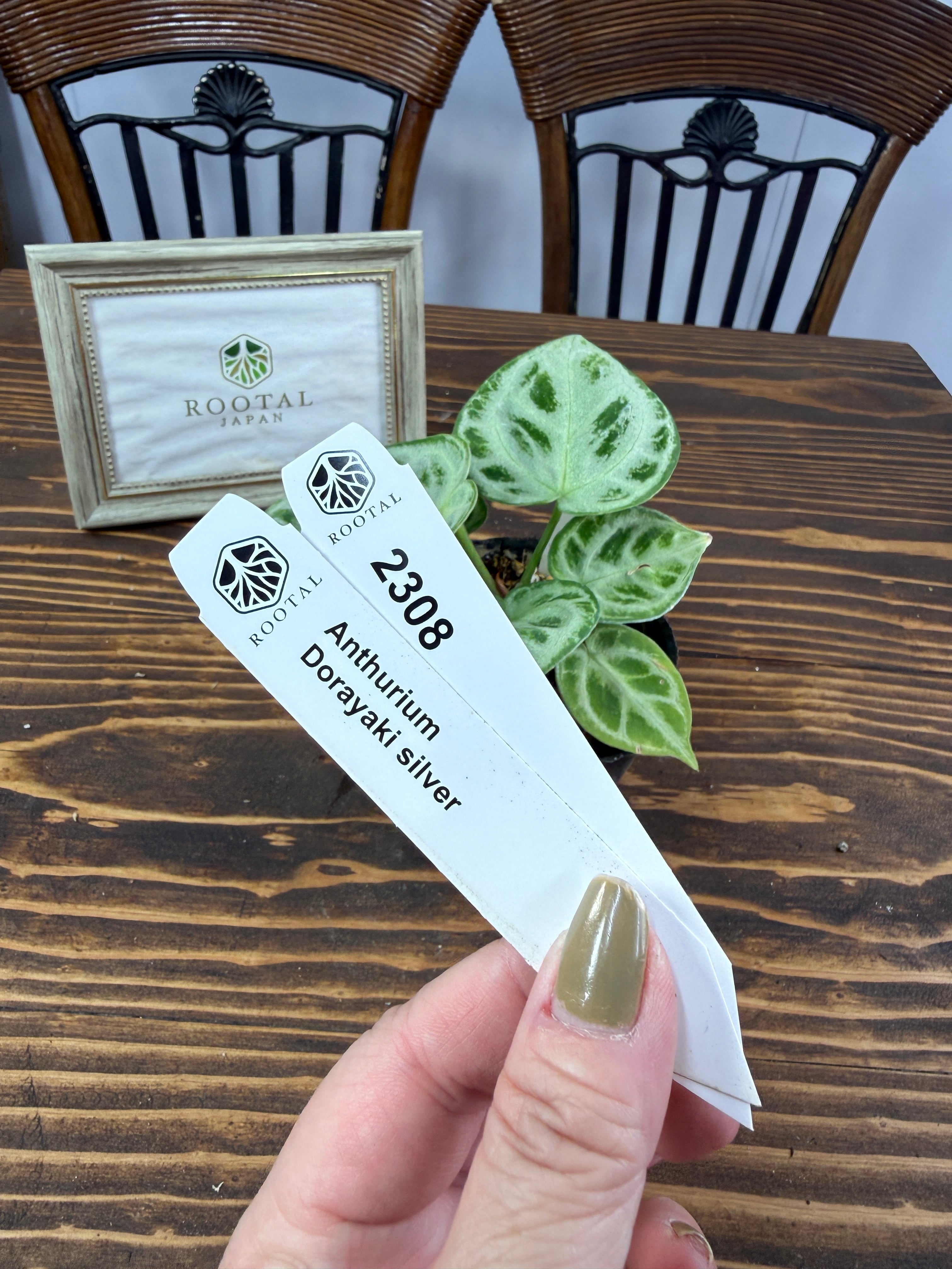 ★2308【きらきら大好き】アンスリウム ドラヤキシルバー(3号ポット)