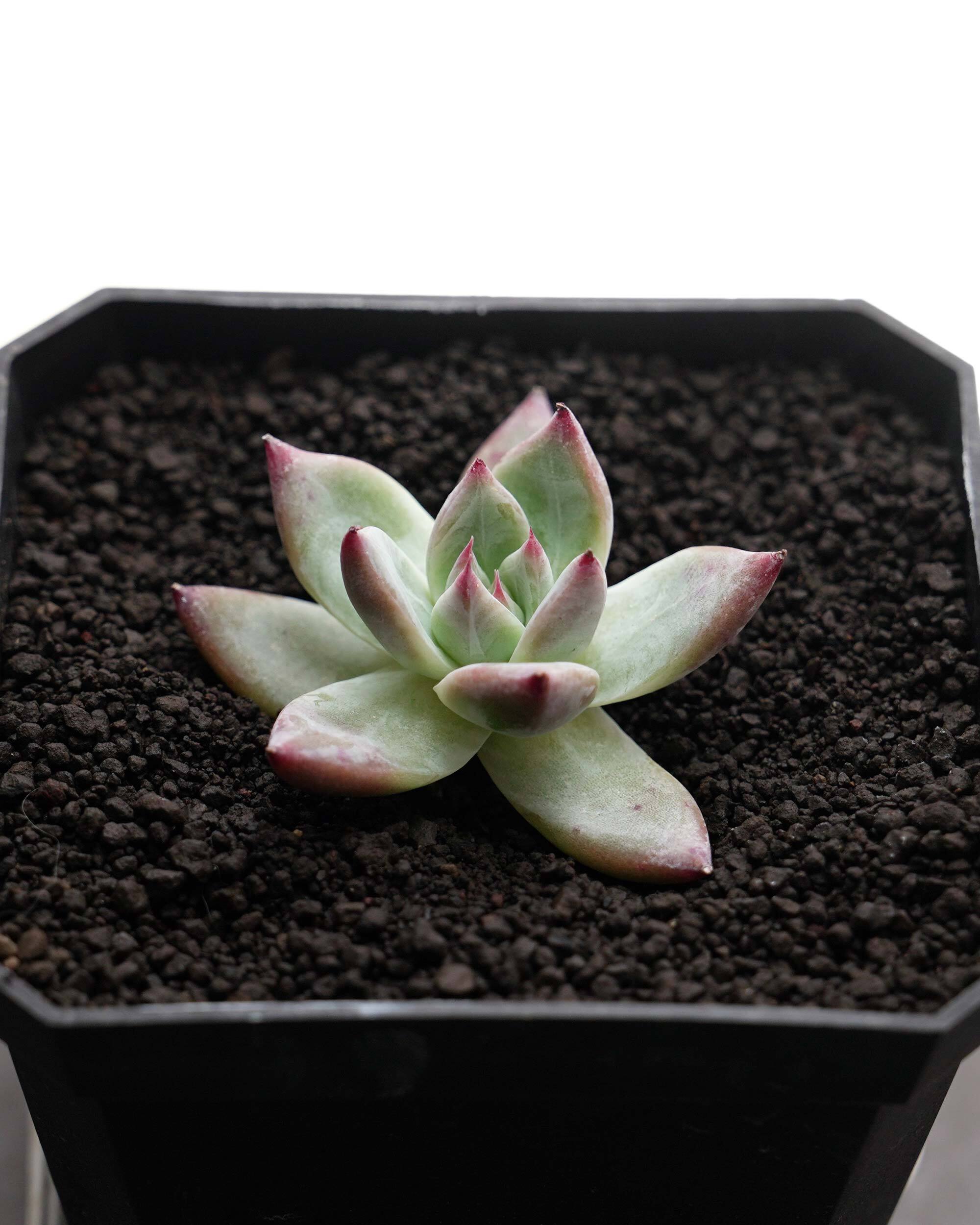 エケベリア（っぽいコ） | PUKUBOOK SUCCULENTS