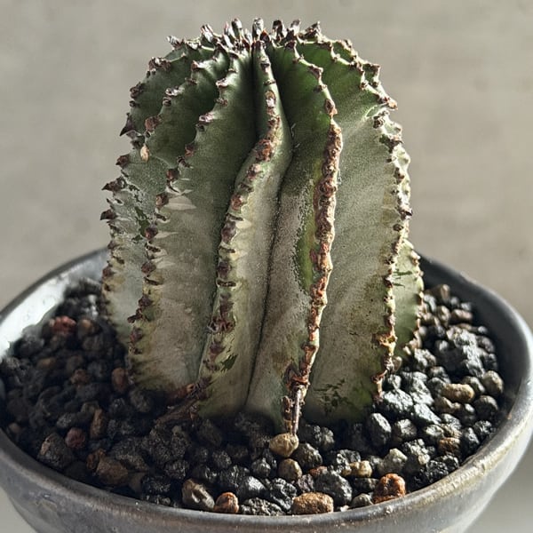 ユーフォルビア・ポリゴナ（白衣ポリゴナ） Euphorbia polygona | RY-ST