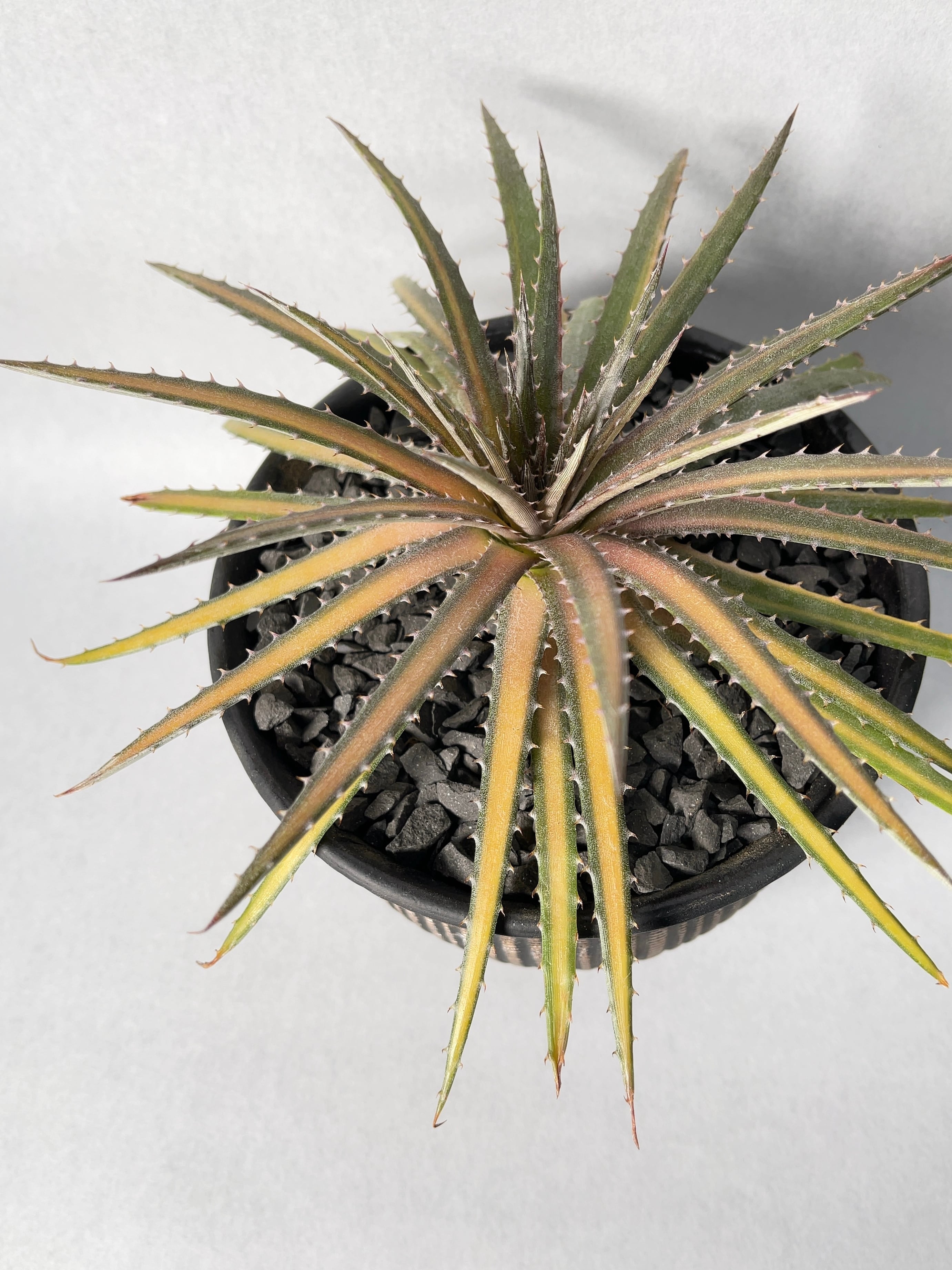ディッキア　ダコタ　斑入り　大型分頭株 Dyckia 'Dakota'(ディッキア ダコタ )成長記録③ 楽しめるやつ