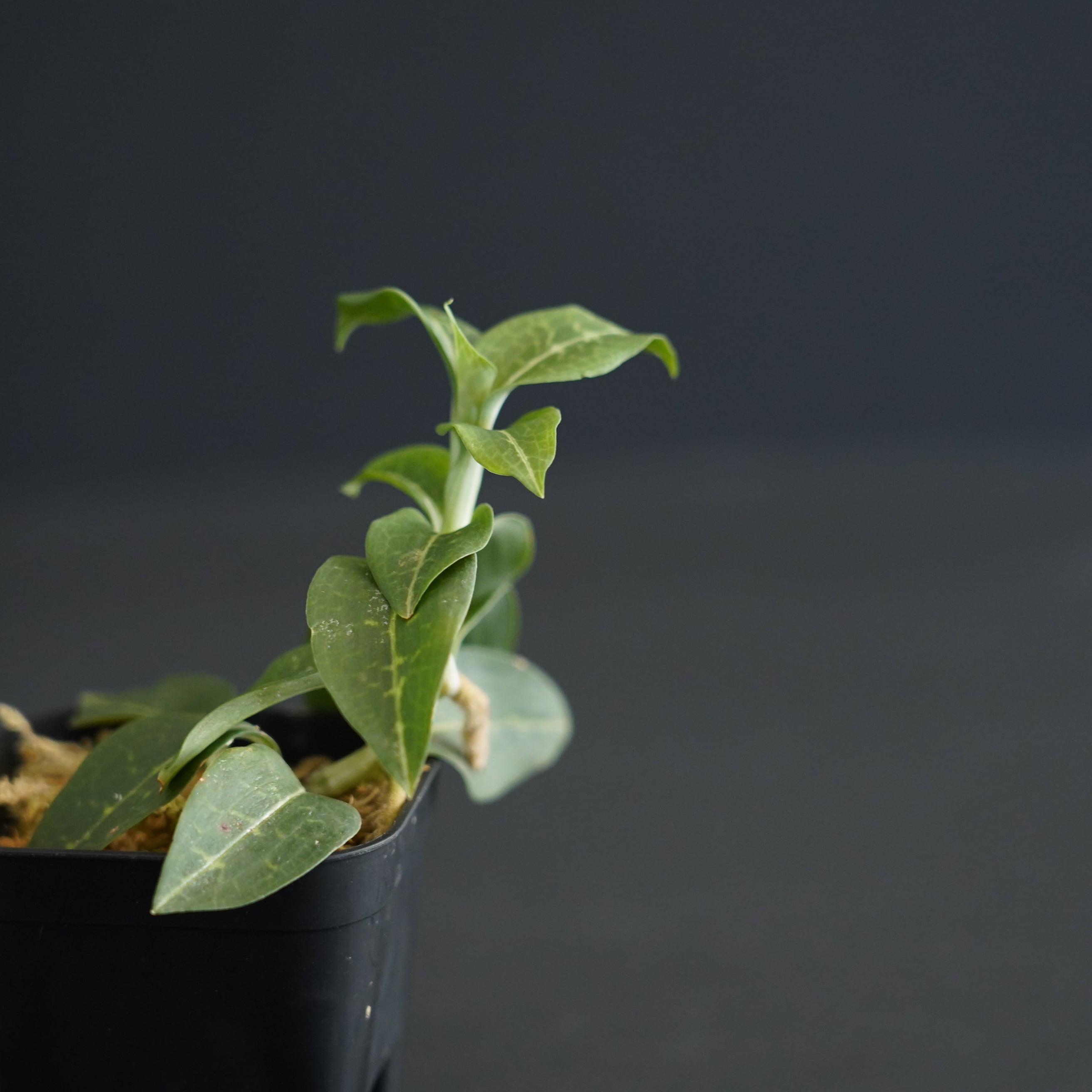 ◇現品◇ミヤマウズラ Goodyera schlechtendaliana【ジュエル