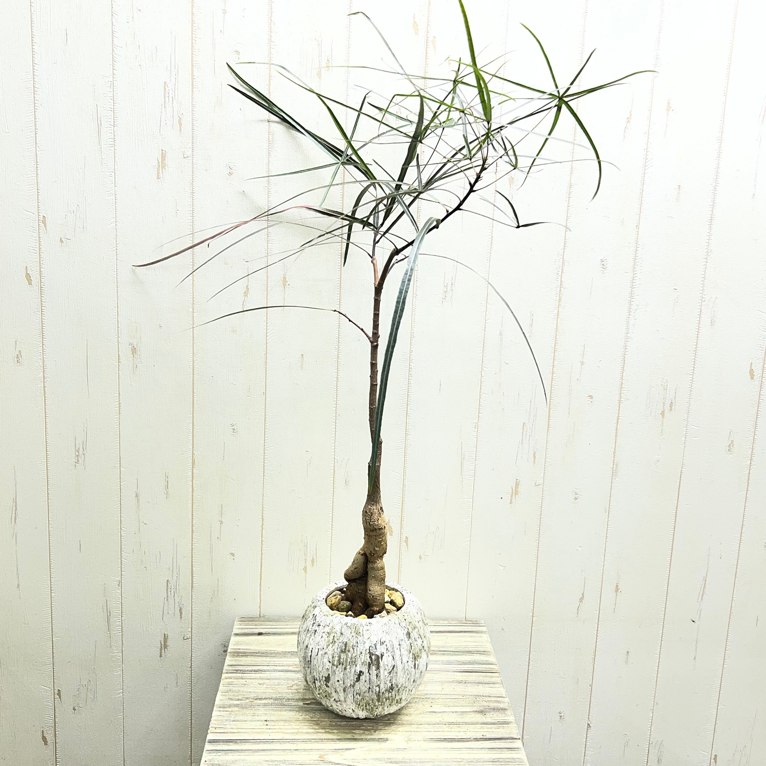 PLANTS SHOP OLIVE