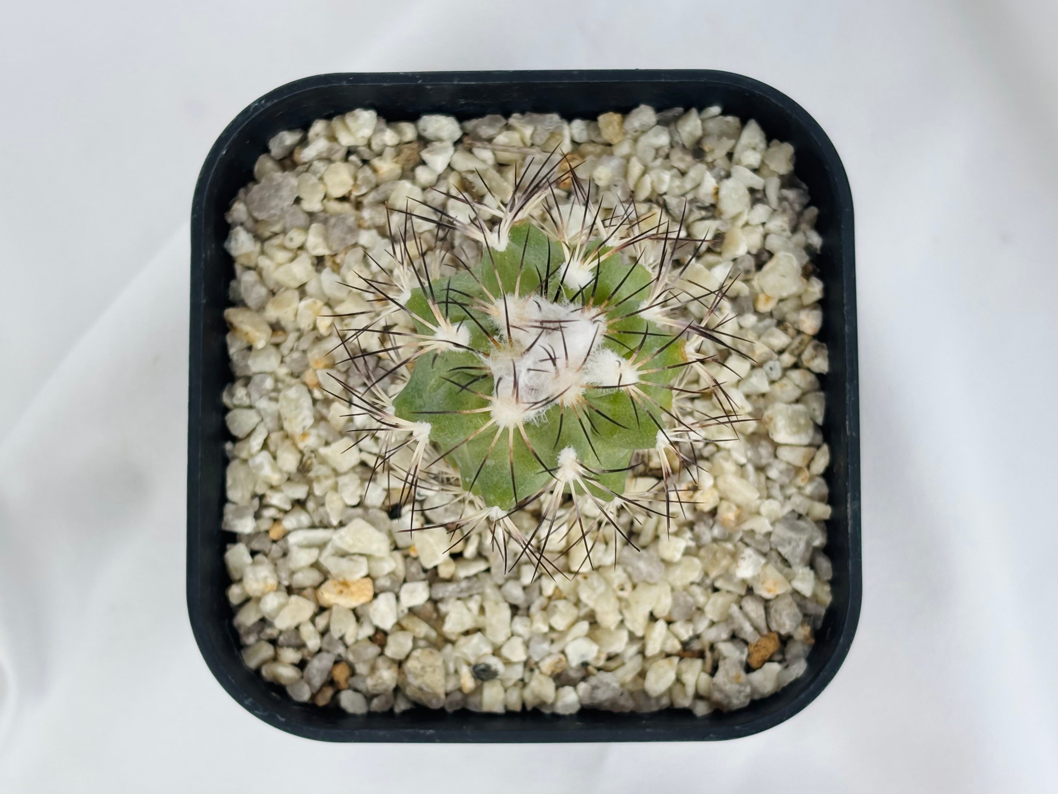 Gymnocactus gielsdorfianus ギムノカクタス 黒槍丸 サボテン | plants