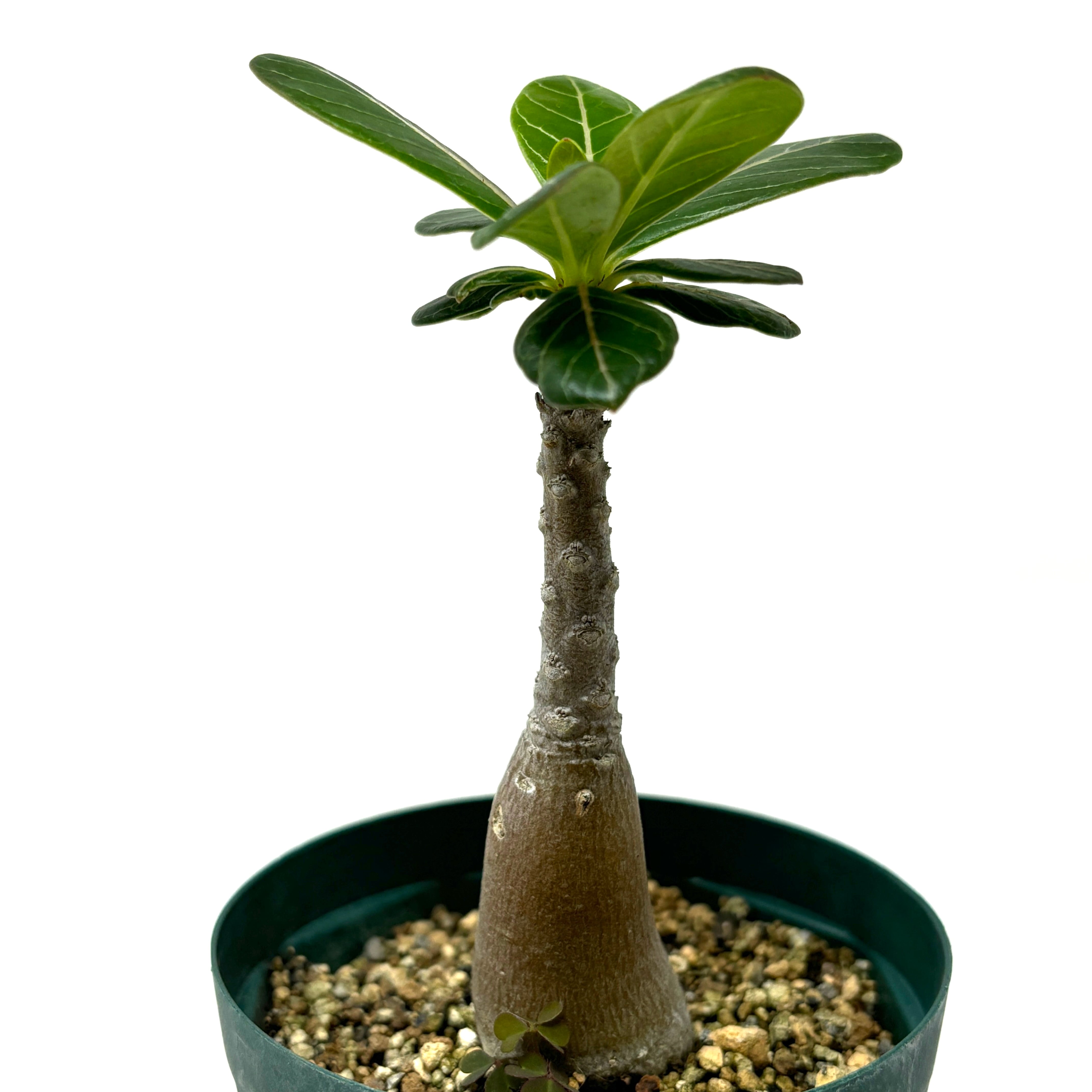 アデニウムタイソコトラナム大株