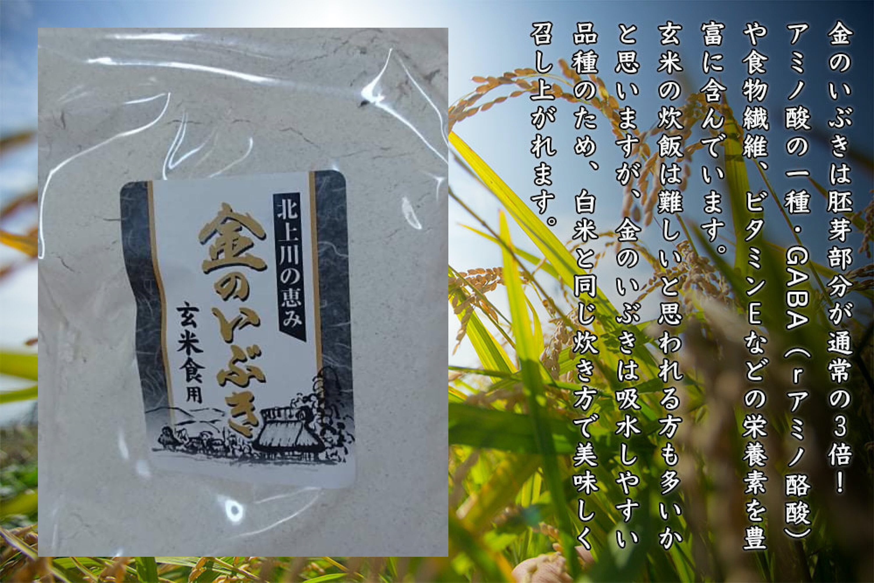金のいぶき玄米粉パウダー (1Kg) 令和4年宮城県産 BASE店