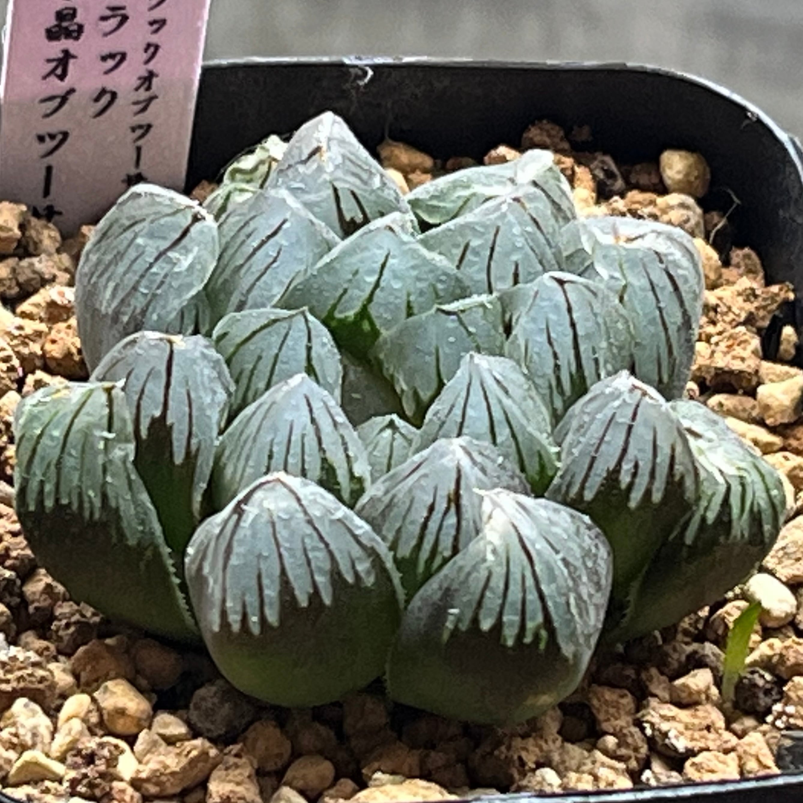 ハオルチア 三仙寿錦 | mocono_plants