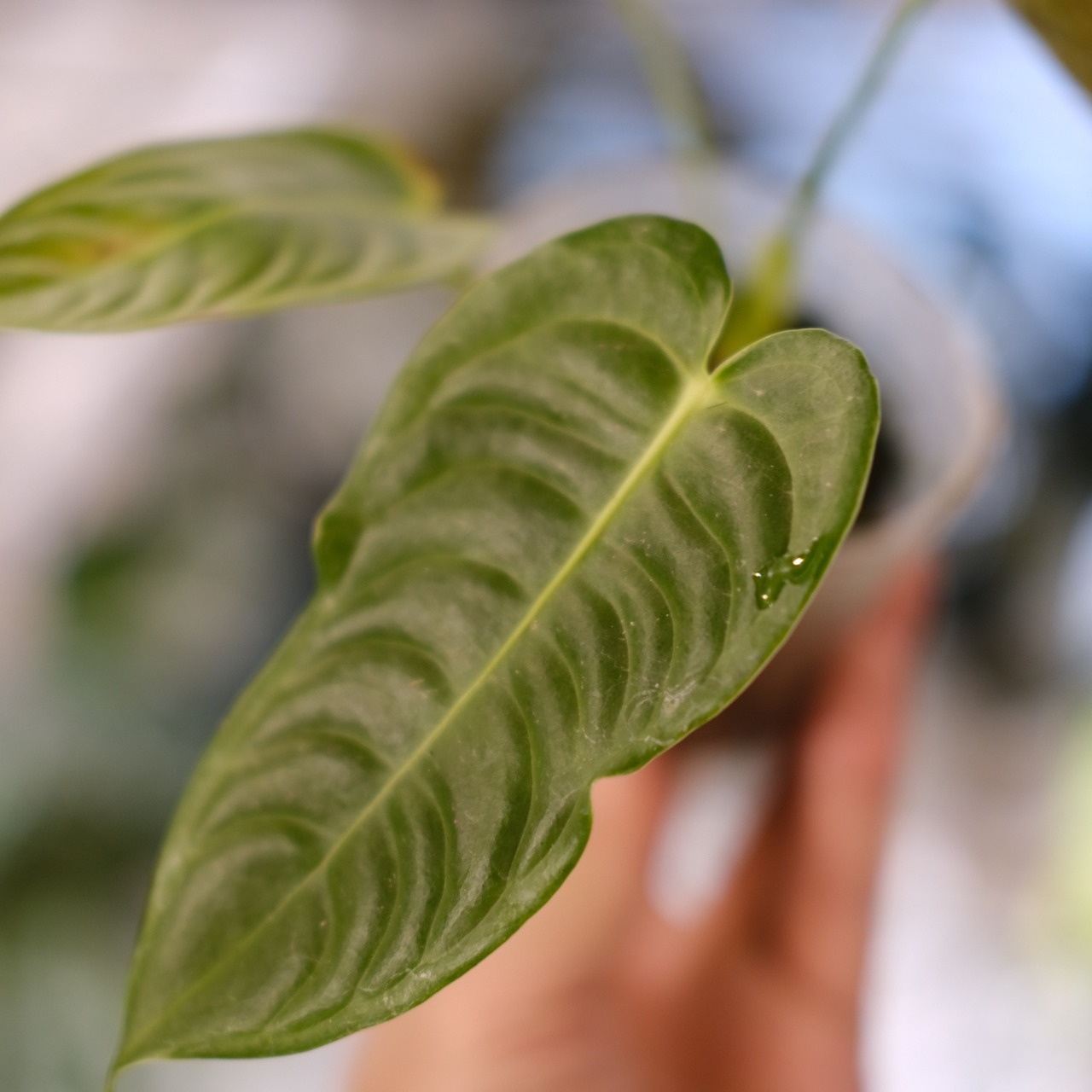 アンスリウム・ベイチー / Anthurium Veitchii / 観葉植物⑩