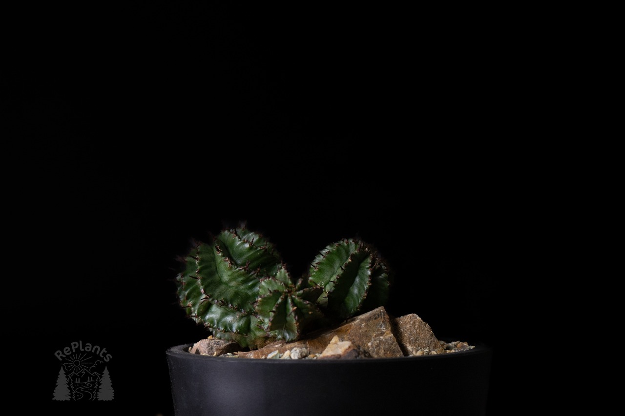 Habitat Style Euphorbia polygona