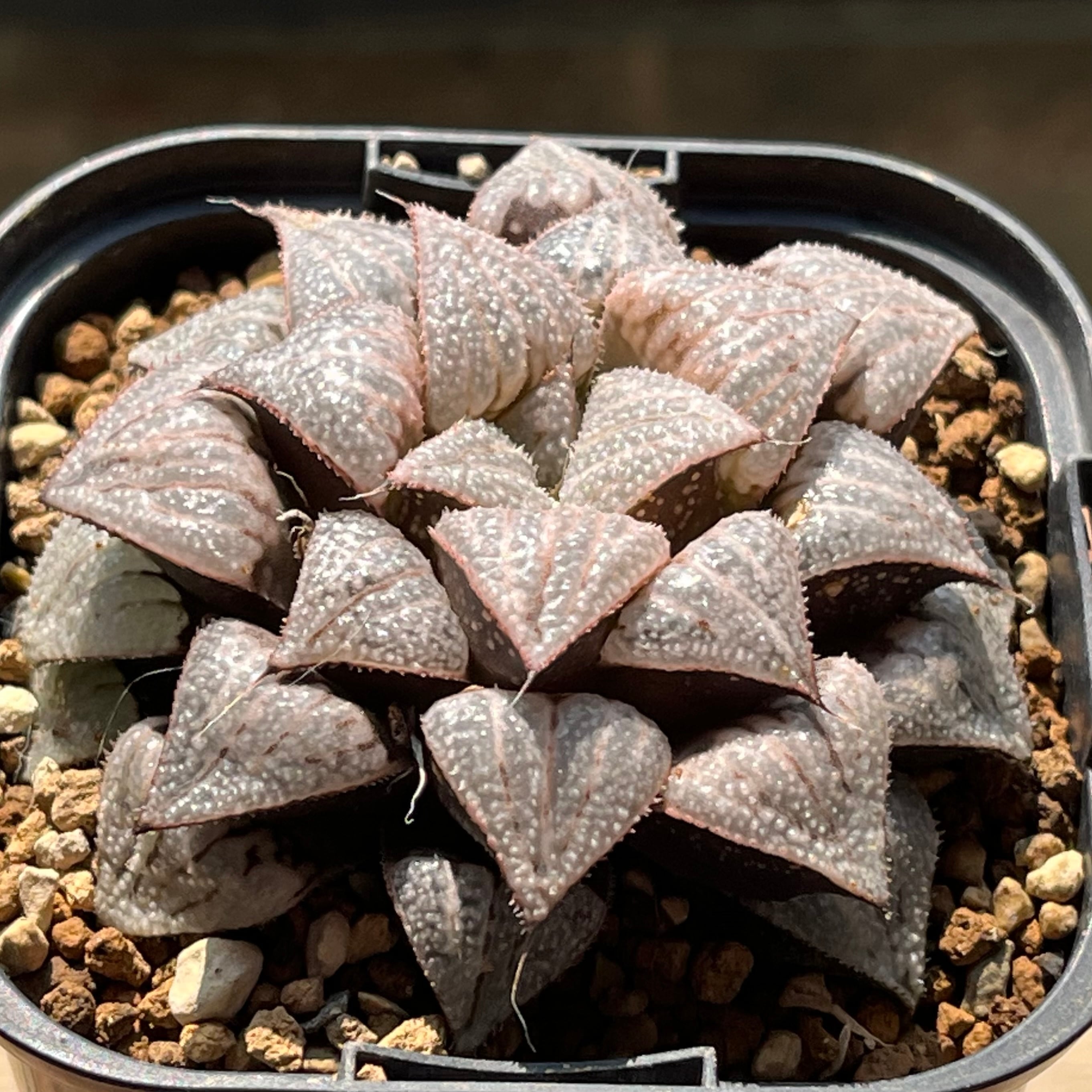 mocono_plants
