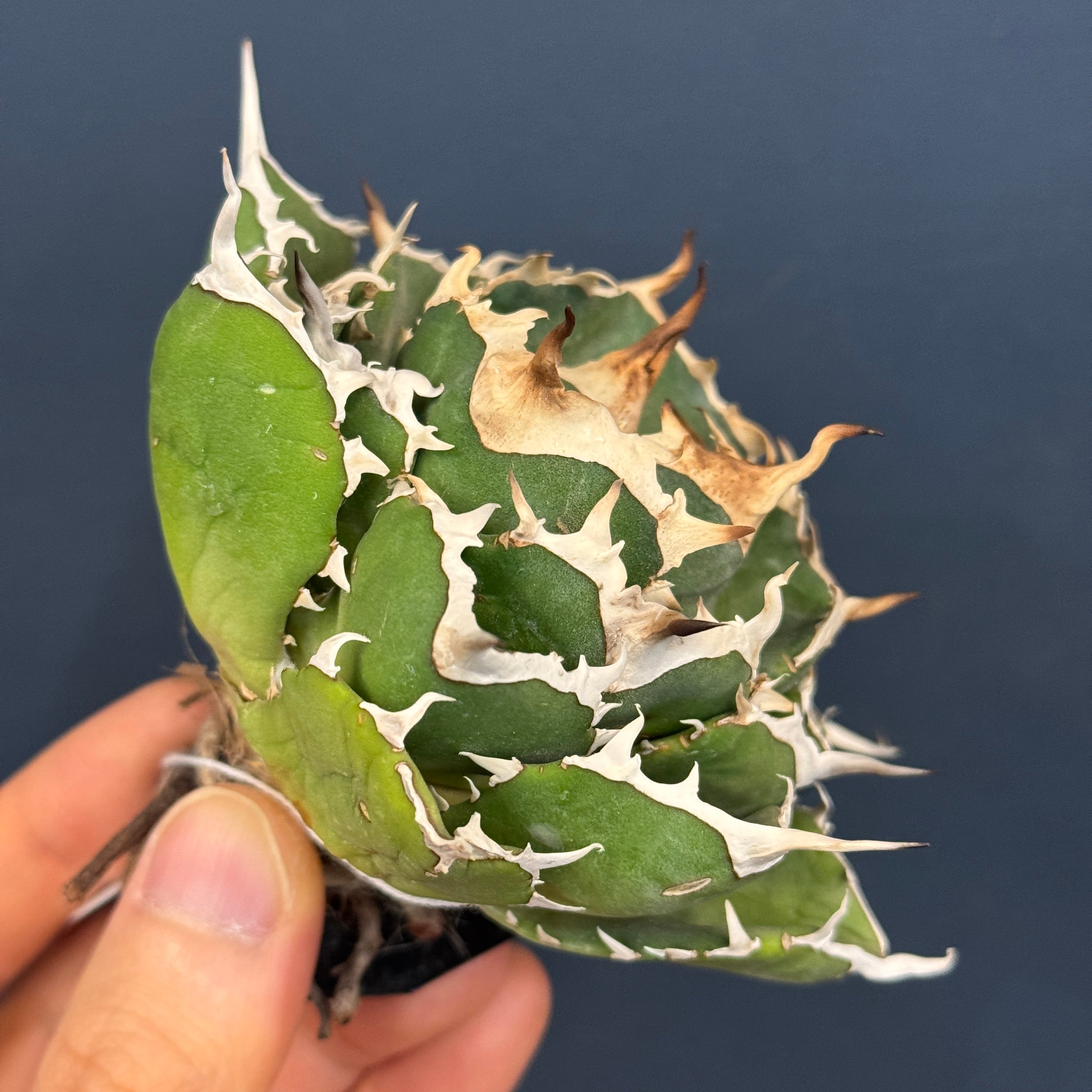 アガベ チタノタ ノヴァ【189】 | PROTOLEAF プロトリーフ