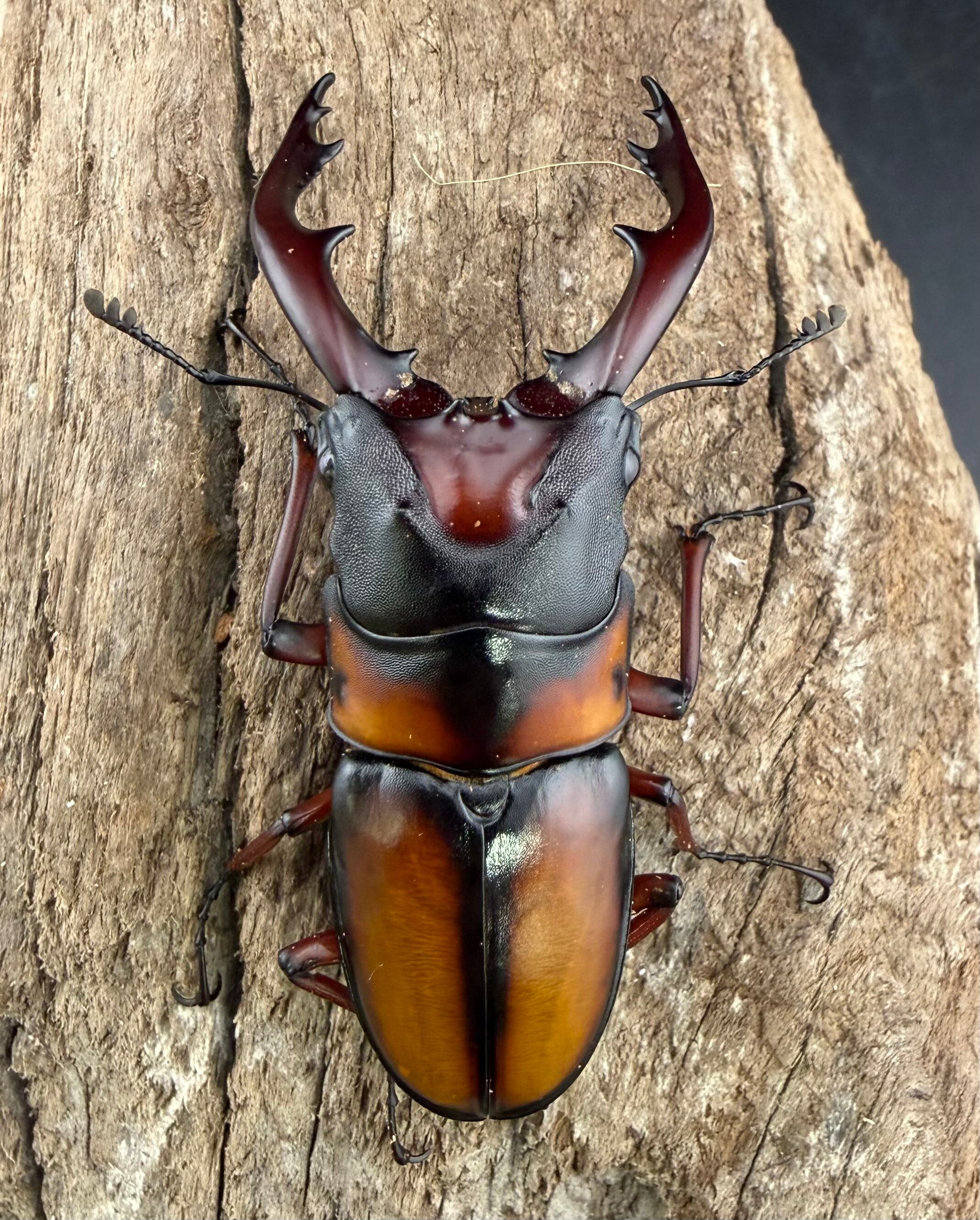 ミラビリスノコギリクワガタ 63.5mm ペア》 | KPW公式オンラインショップ