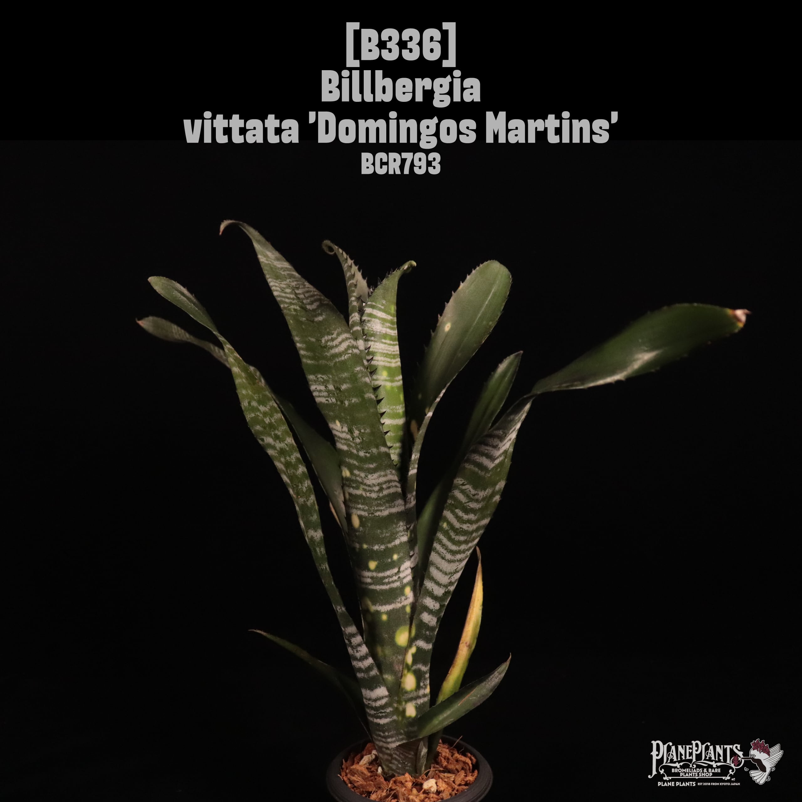 Billbergia | plane plants