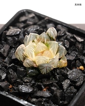 抜き苗 ハオルチア 水中月錦 上斑 Haworthia 'Shui Zhong Yue'