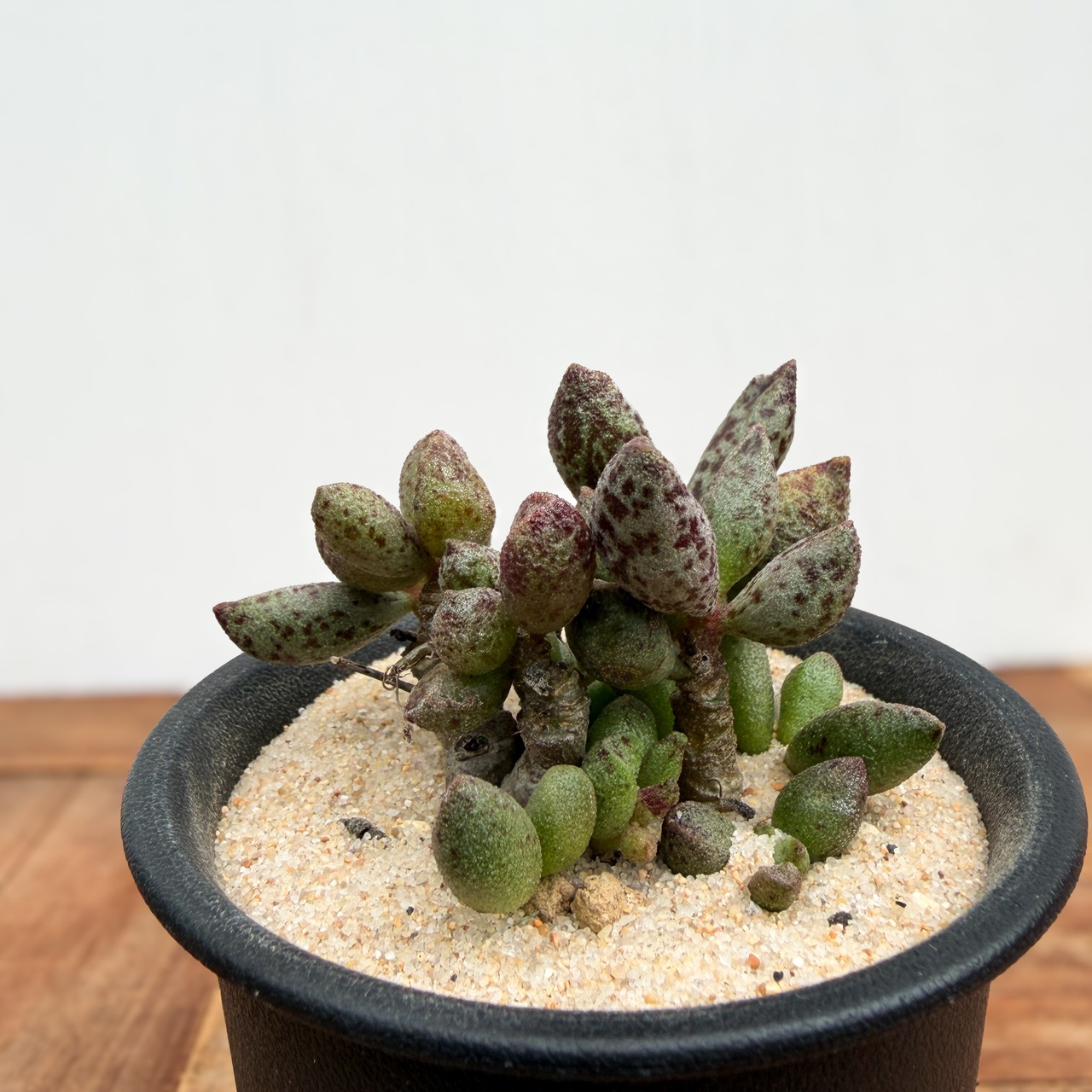 Adromischus marianiae【アドロミスクス・マリアンナエ】