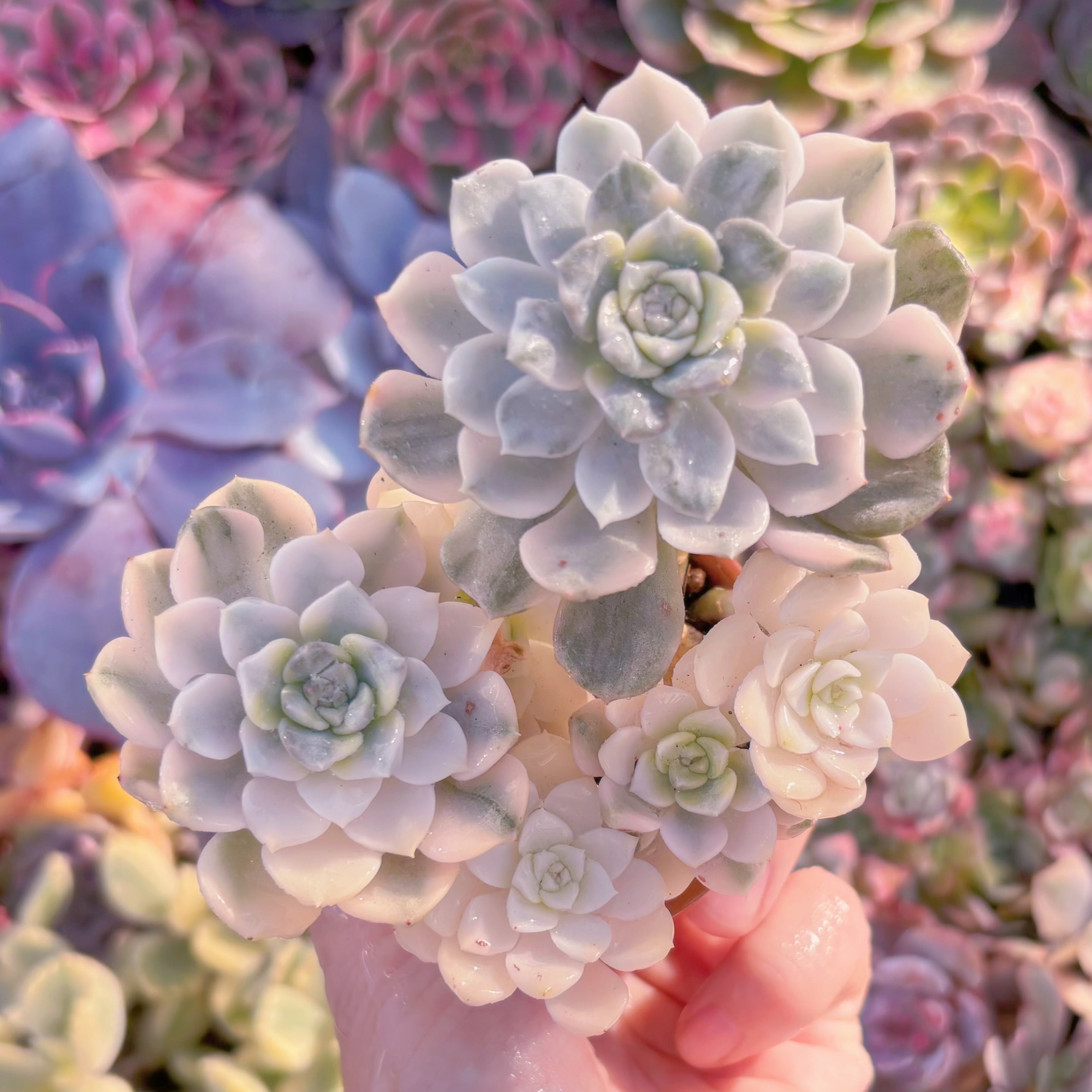 現品　ベビードール錦#771　群生　るる農園