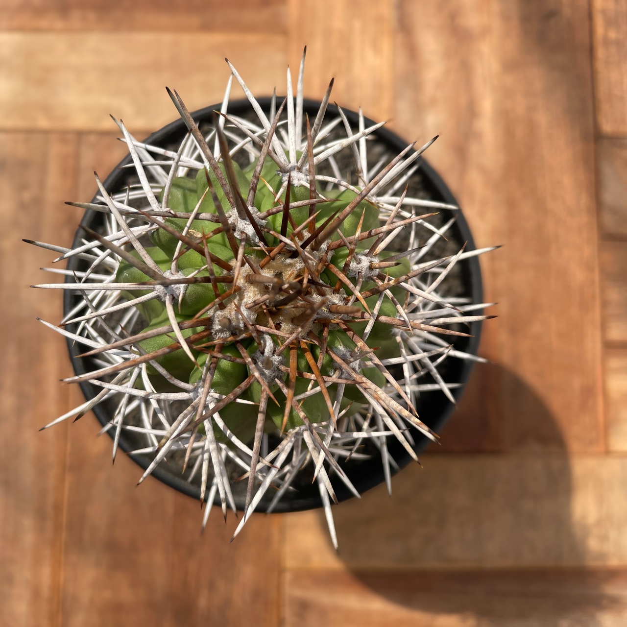 Copiapoa desertorum【コピアポア・デセルトルム・実生】