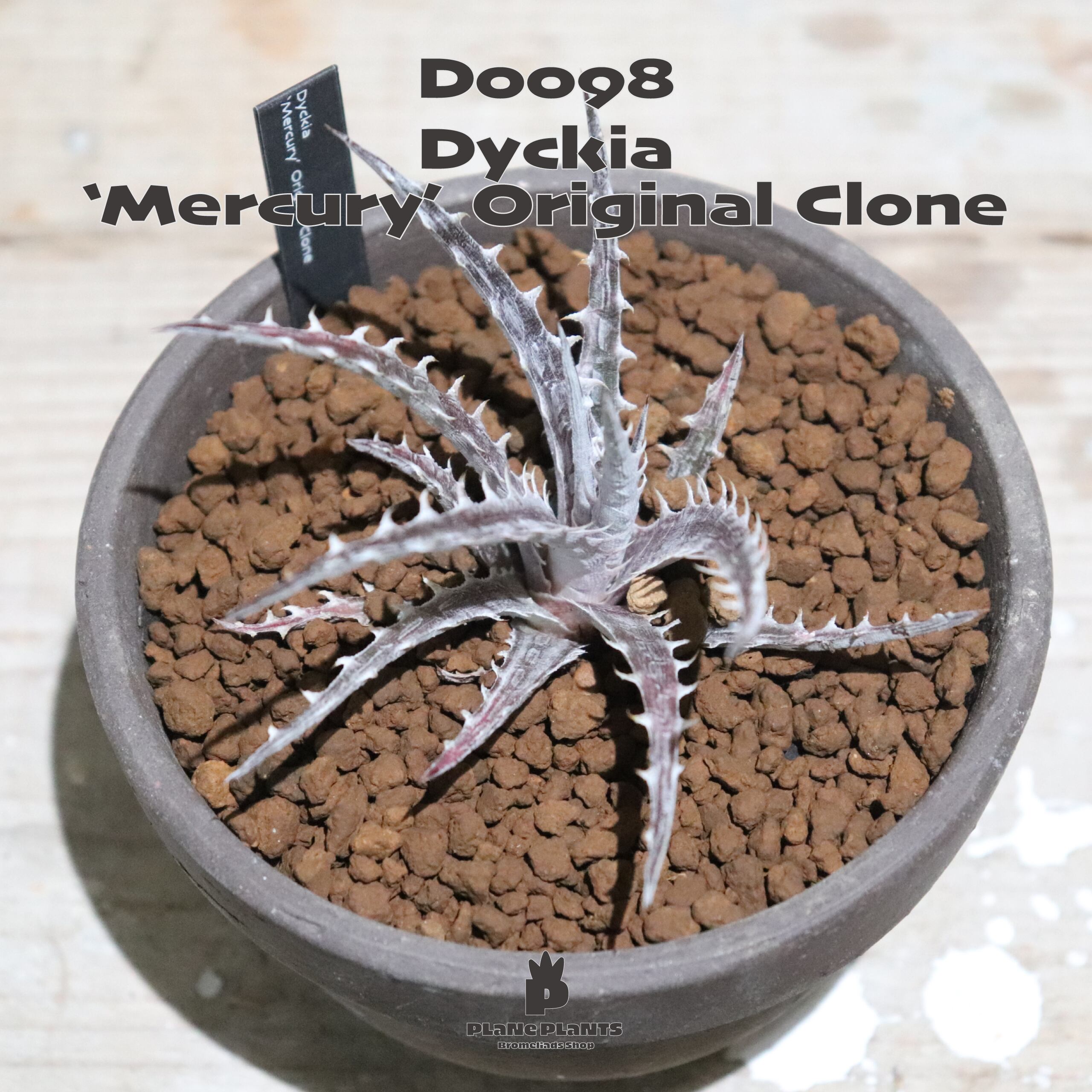 送料無料】'Mercury' Original Clone《未発根株》〔ディッキア〕現品