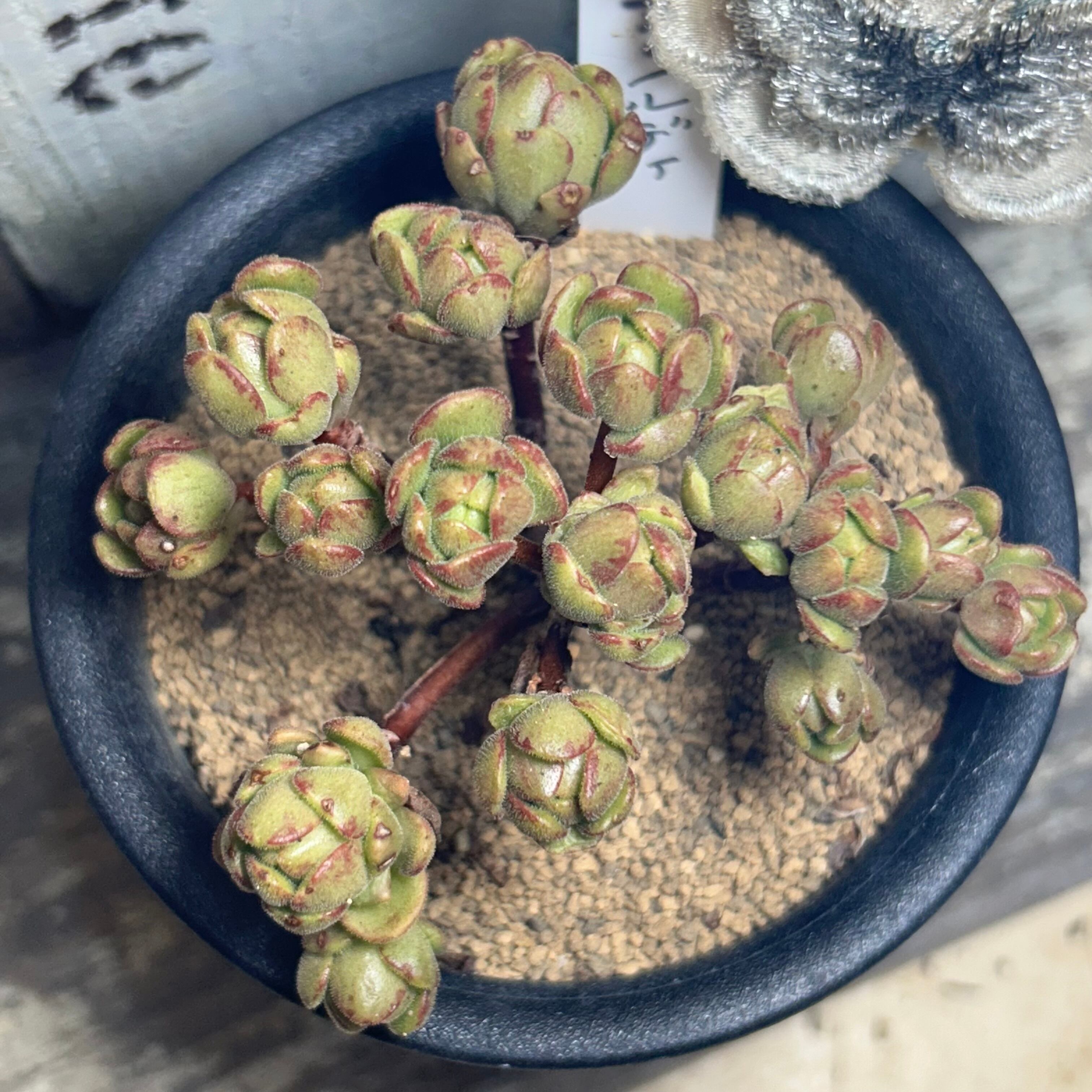 アーノルディ(アエオニウム) | RuPo 多肉植物専門店