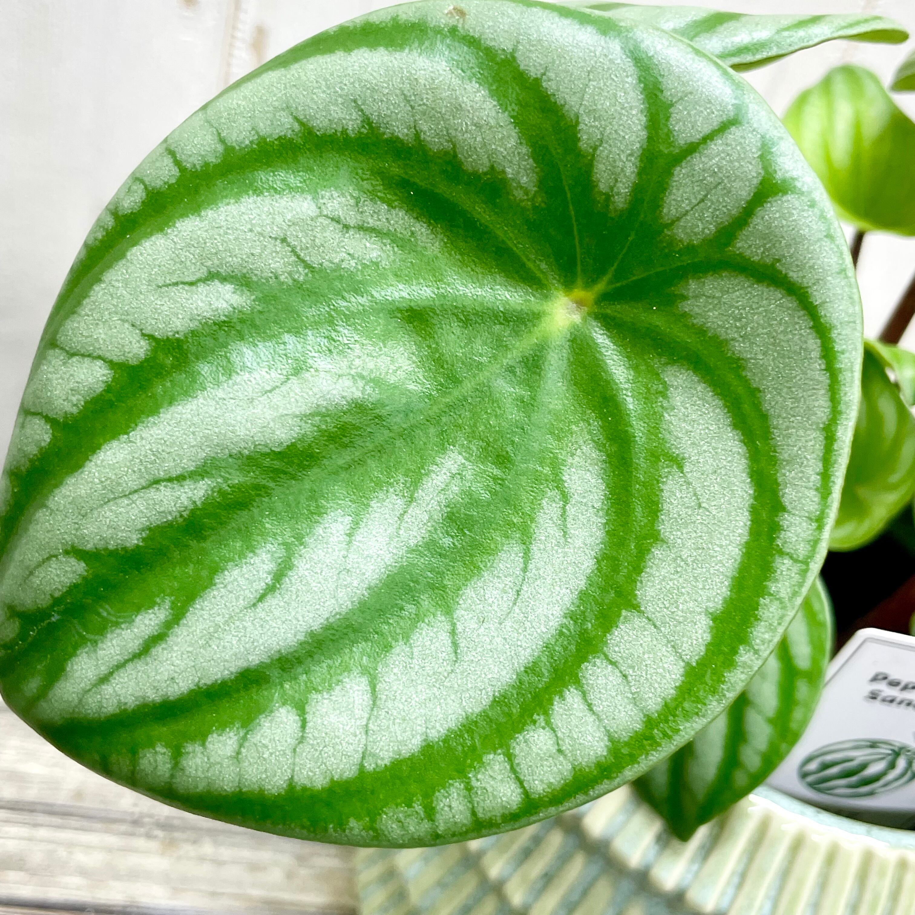 スイカぺぺ ペペロミア・サンデルシー 3.5号 観葉植物 インドア