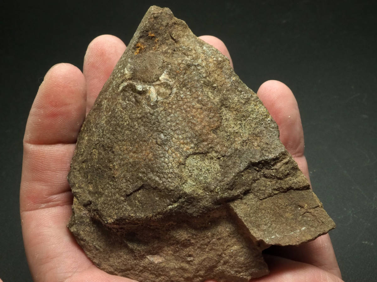 Placoderm / 甲冑魚 | 化石・隕石・鉱物の販売 JURASSIC