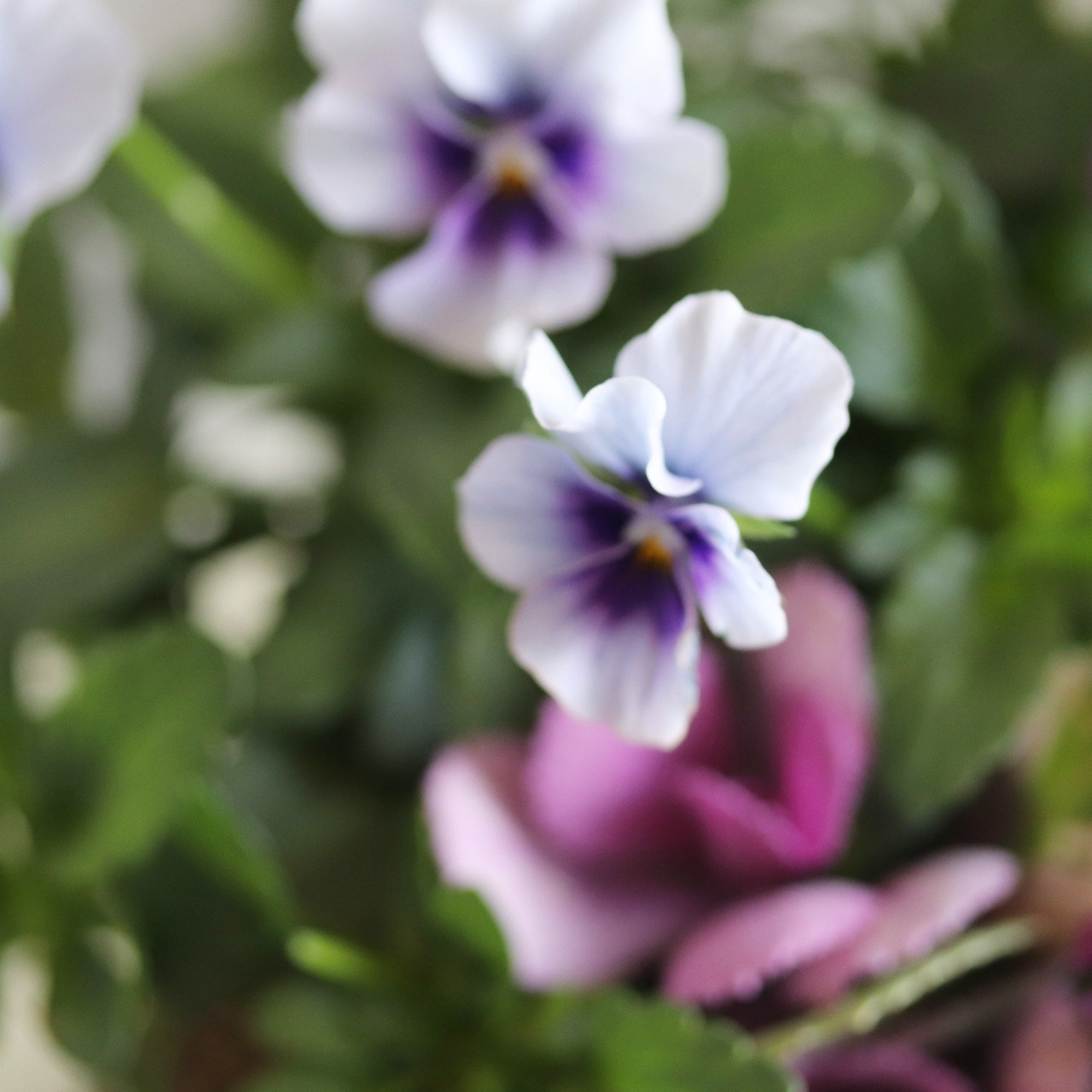 冬から春に楽しむ寄せ植え　オリジナルビオラのムラサキの小さなバスケットの寄せ植え　お正月にオススメ　届いてすぐ玄関に飾れる 　プレゼントにもオススメ　