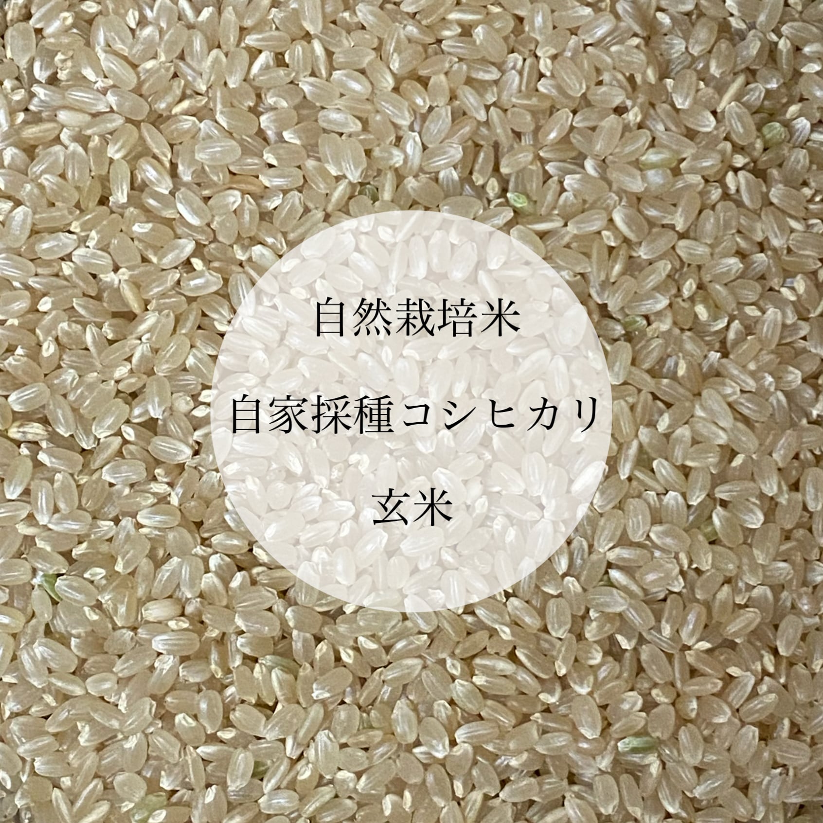 コシヒカリ-　令和3年新米　農薬肥料不使用　自然栽培米　玄米20kg