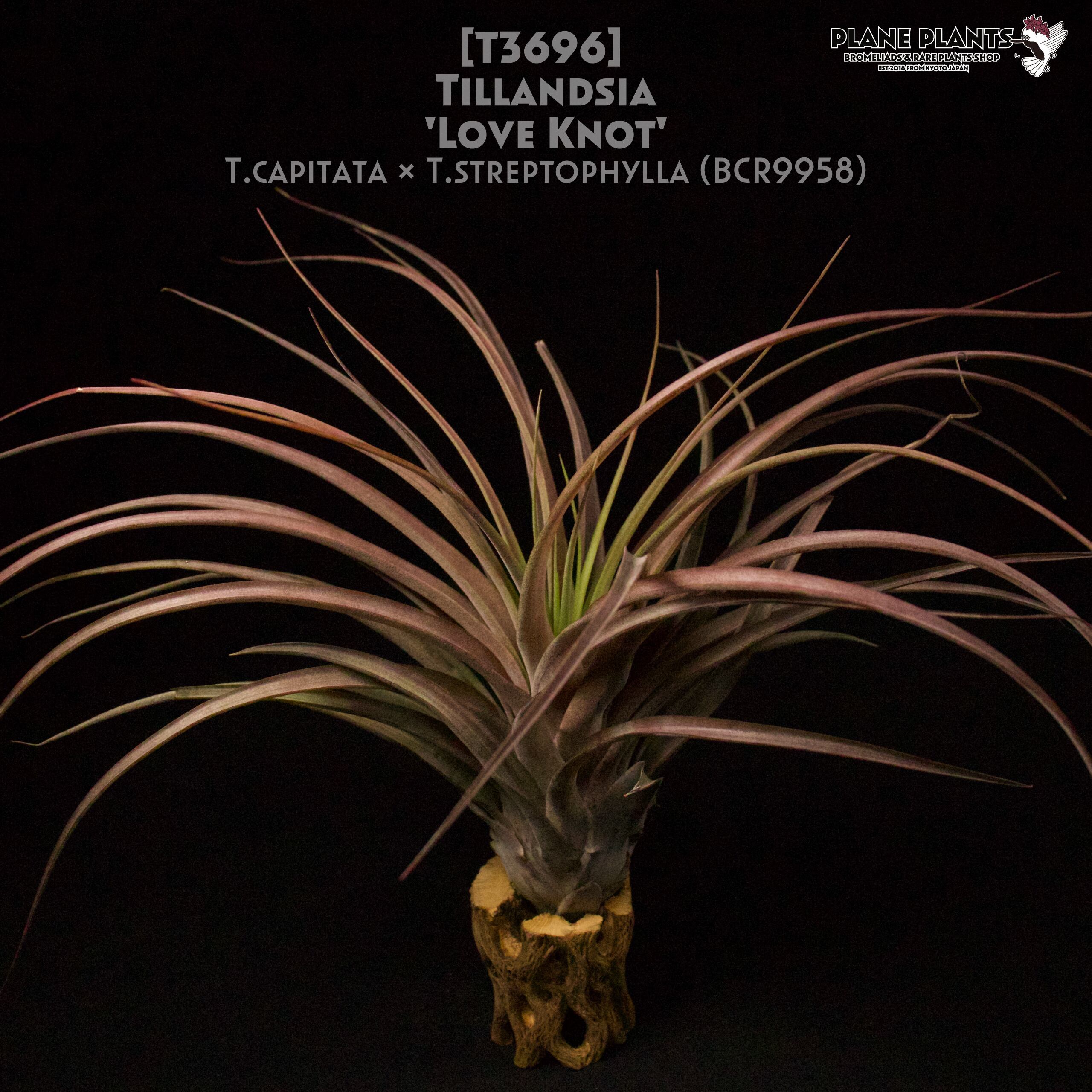 【送料無料】'Love Knot'〔エアプランツ〕現品発送T3696