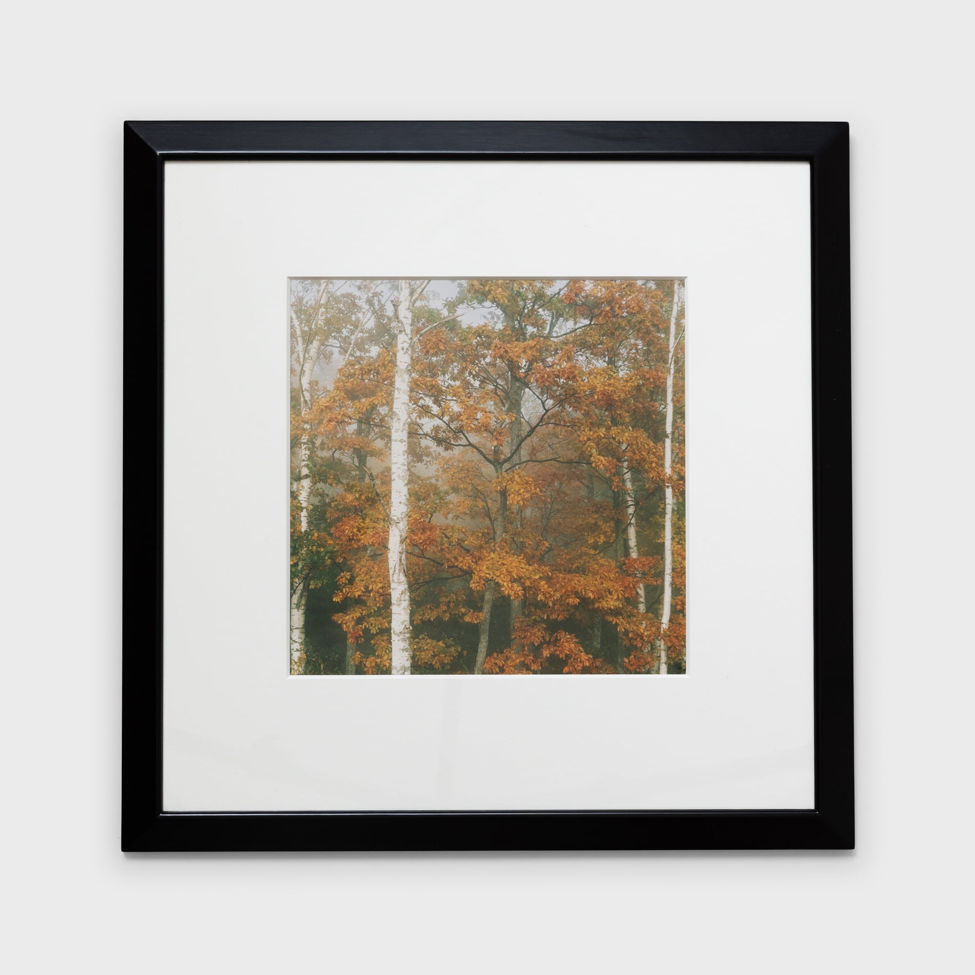 前田真三額装写真「秋の彩り」黒木額〈展示品〉 | 拓真館 TAKUSHINKAN