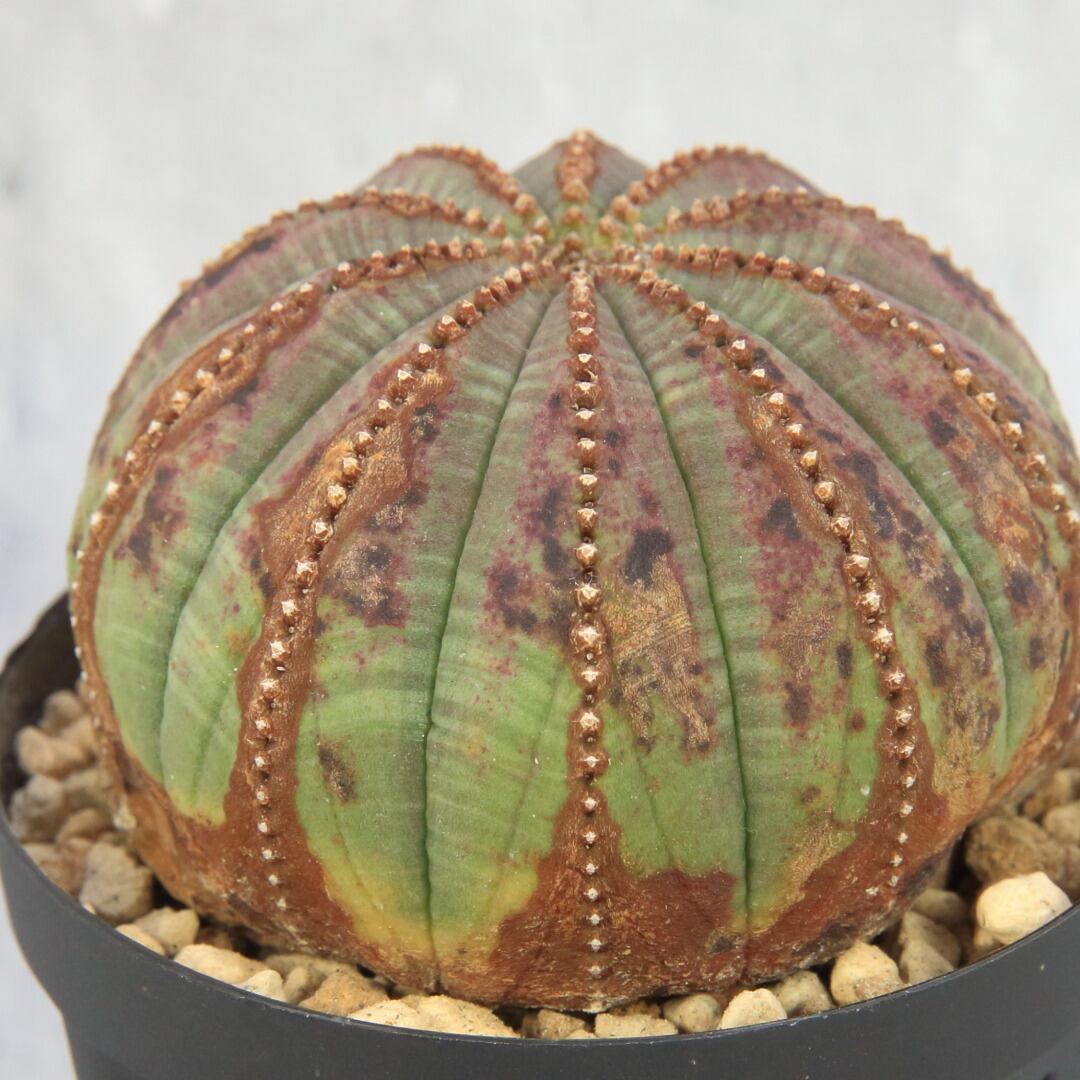 メーカー直送 輸入株 ユーフォルビア オベサ 10稜木質化オールド株 サボテン 多肉植物