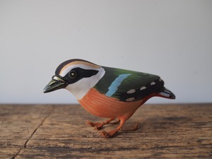 indian bird - indian pitta(ヤイロチョウ）