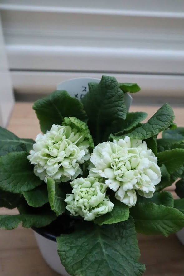 見元園芸さん ☆2025最新品種☆ プリムラ 『メロンムース』 1苗 3.5号