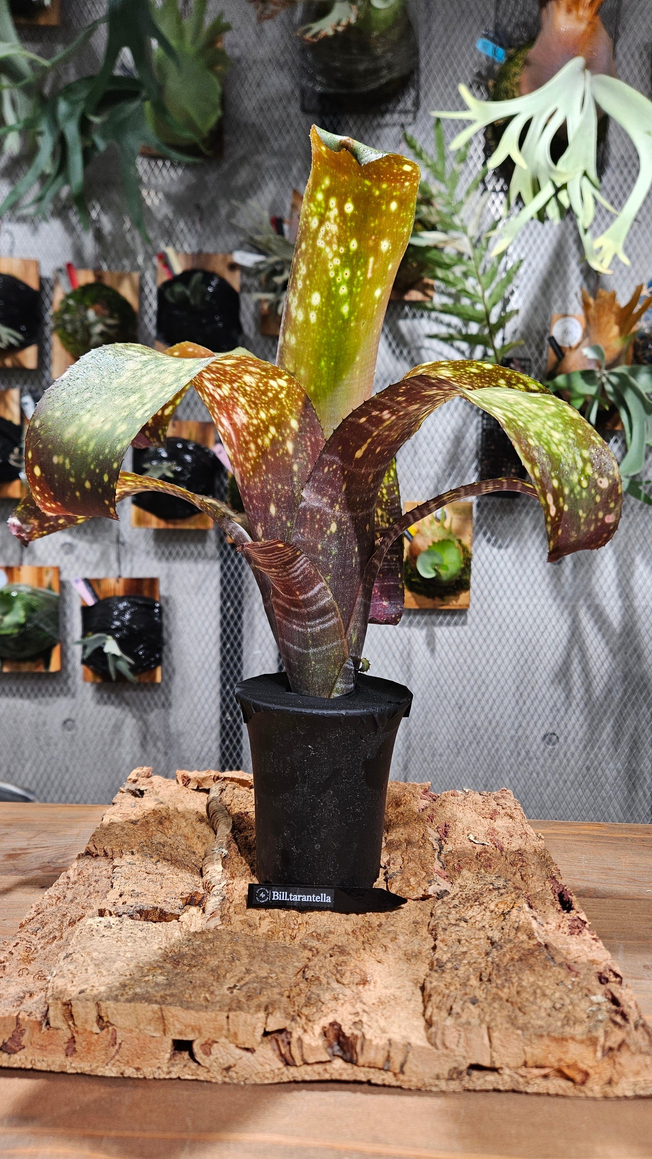 Billbergia. Tarantella【artPLANTs/PLANTSGARAGE 】タンクブロメリア
