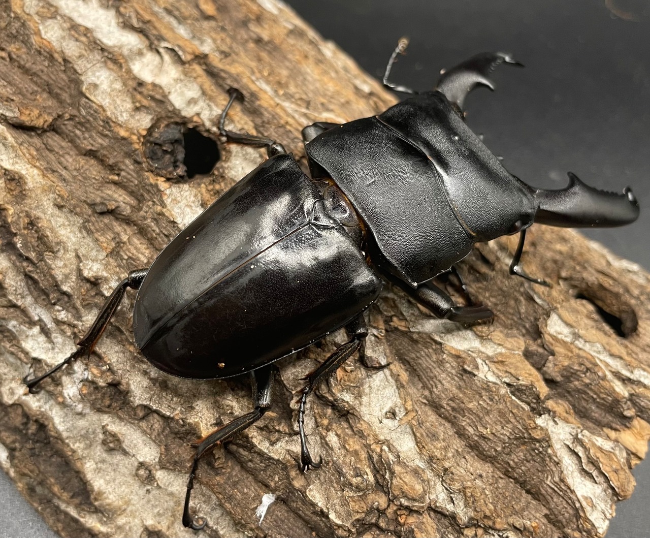 【WD】《ミンダナオヒラタ 92mm ペア》