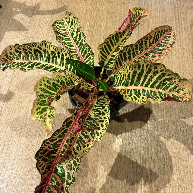 Croton Tao way thus クロトン タオ・ウェイ・タス