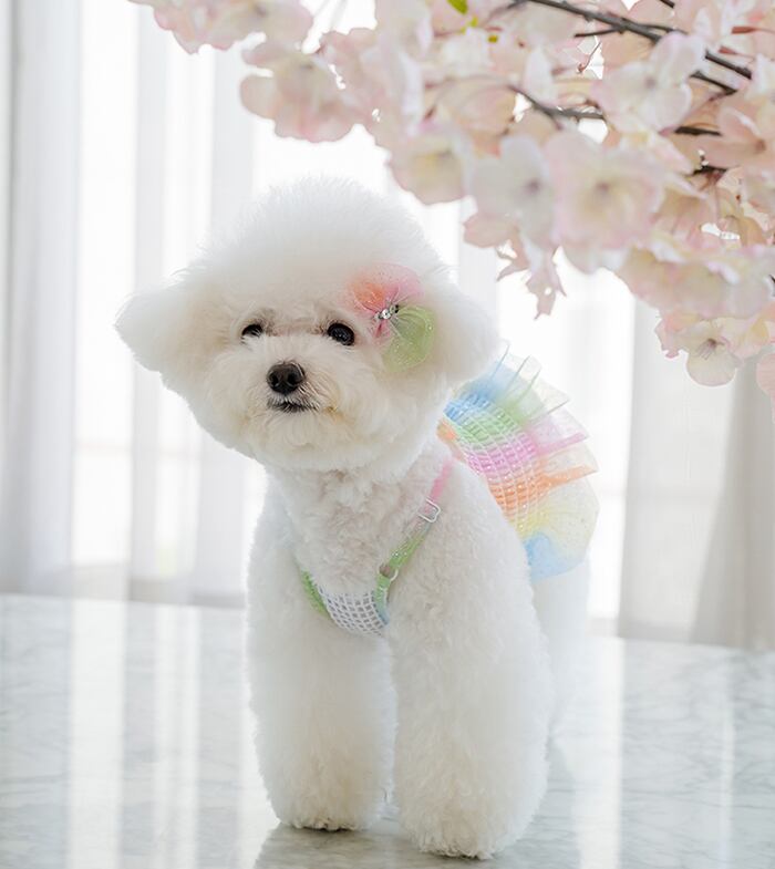 ハローパステル クロップドトップス S ~ XL  /  犬の服 犬服 新作 ショート丈 クロップド丈 涼しい 小型犬 中型犬 ペット洋服 ドッグウェア ペット用品