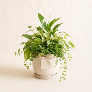 季節のおまかせ観葉植物 Mサイズ 6,600円｜贈り物にちょうどいいグリーン