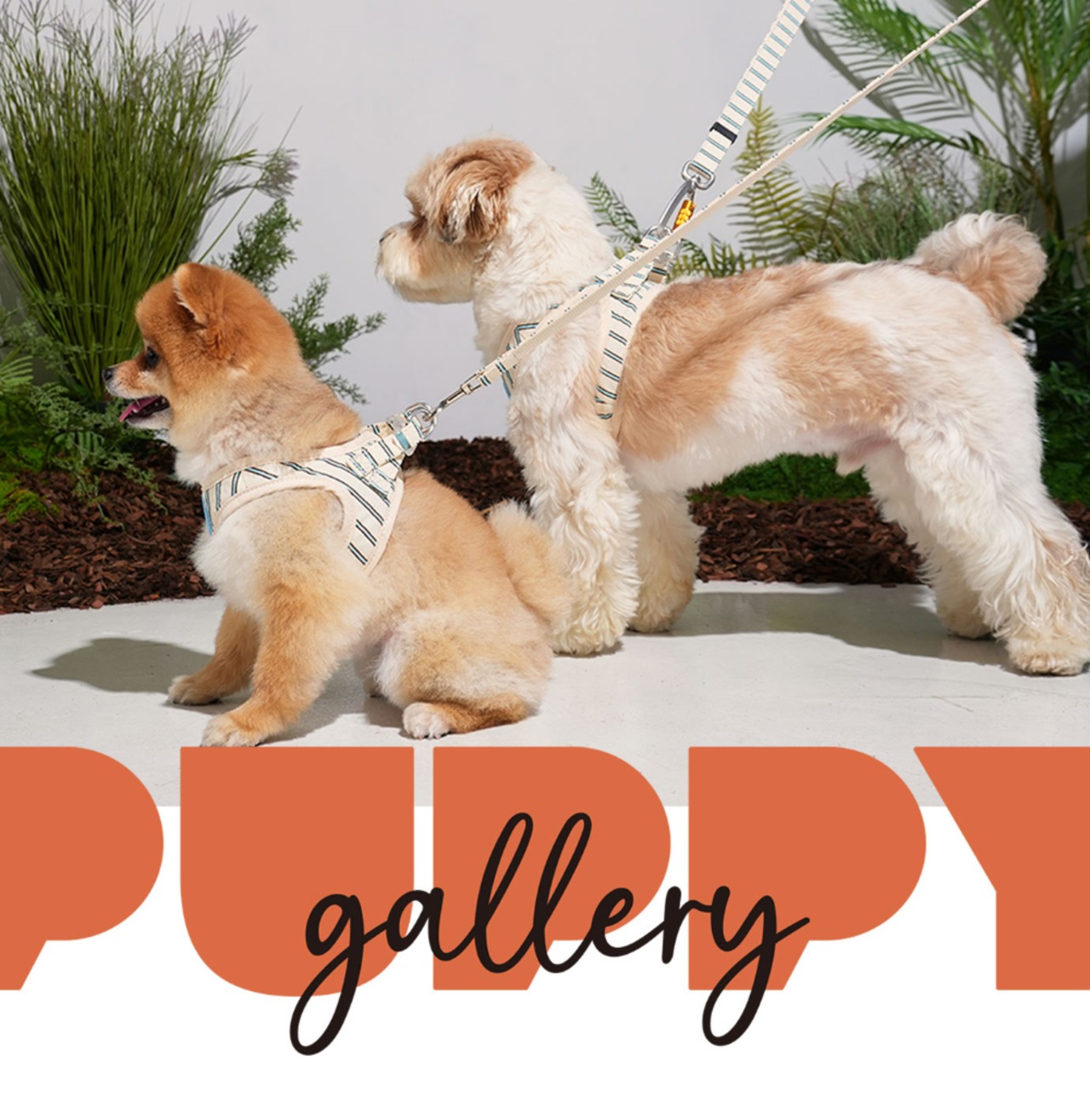 【PUPPYGALLERY公式】ストライプデイジーリード　MS