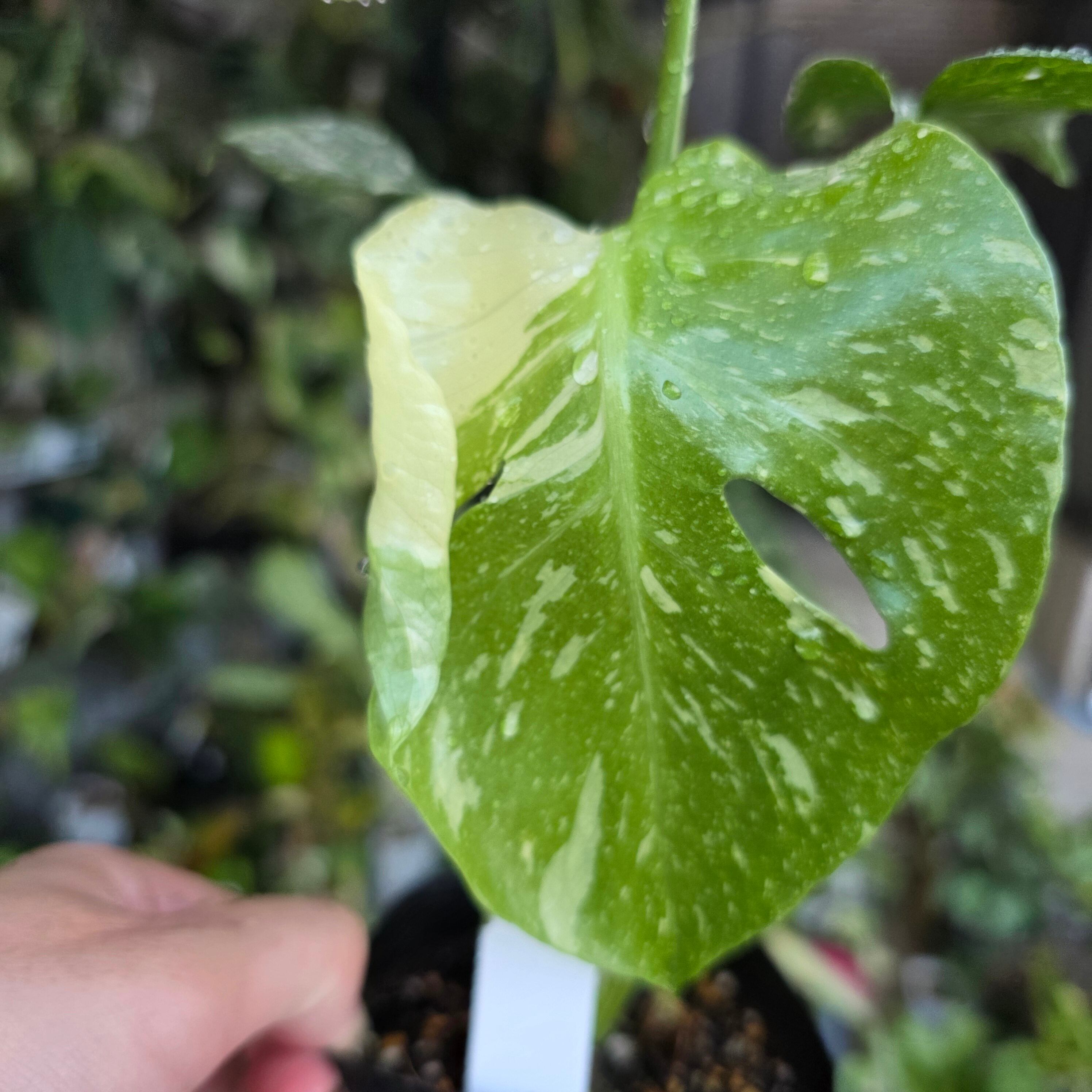 大株！Monstera deliciosa Bulbasaur | HAPPAX