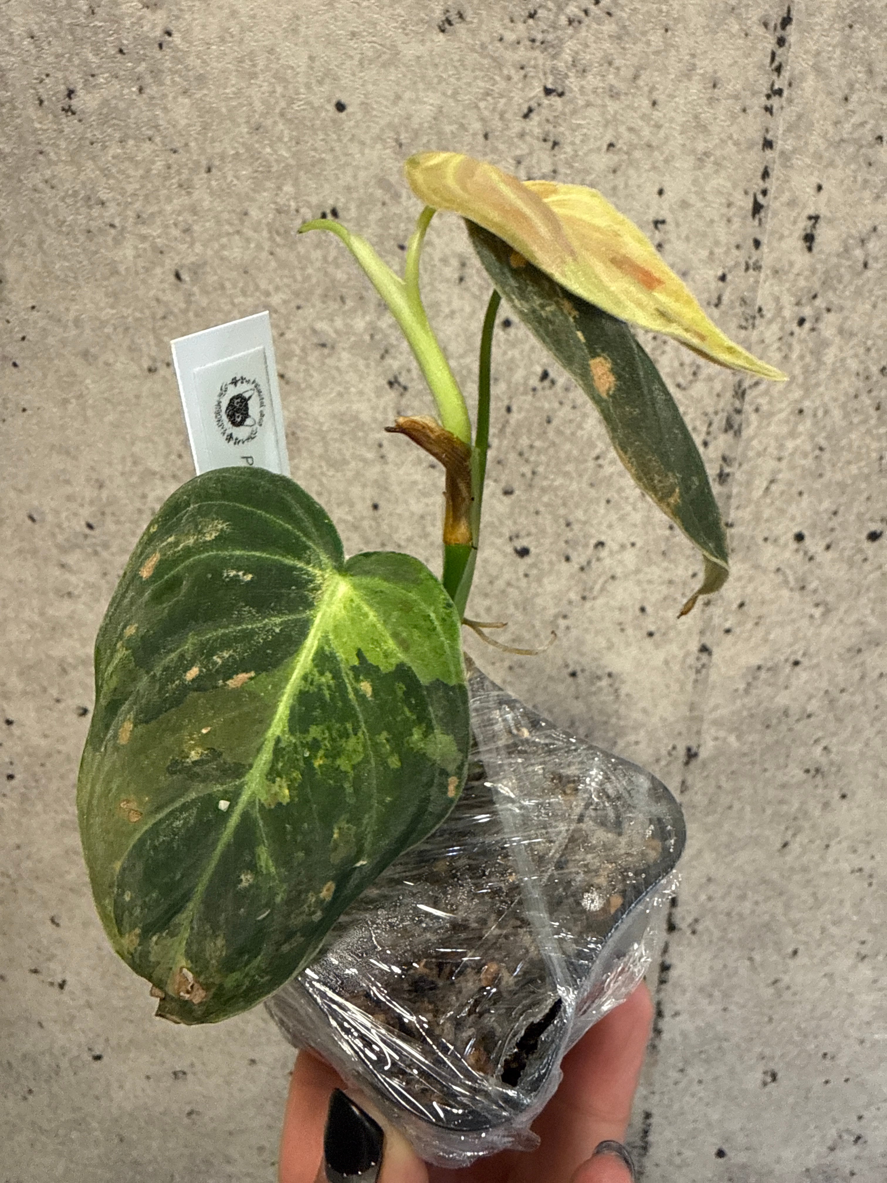 フィロデンドロン セローム ホープ | MIDORIYA 観葉植物専門店