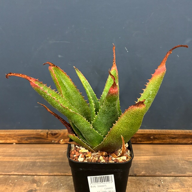 アロエ　ソーンクロフティ【123】