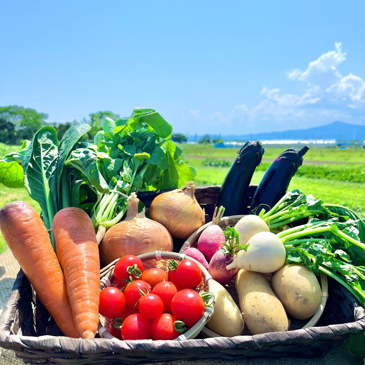 6648 Buono! 生写真 34枚セット 単発購入】旬の波動野菜セット（栽培期間中農薬不使用＆栽培期間中浸透