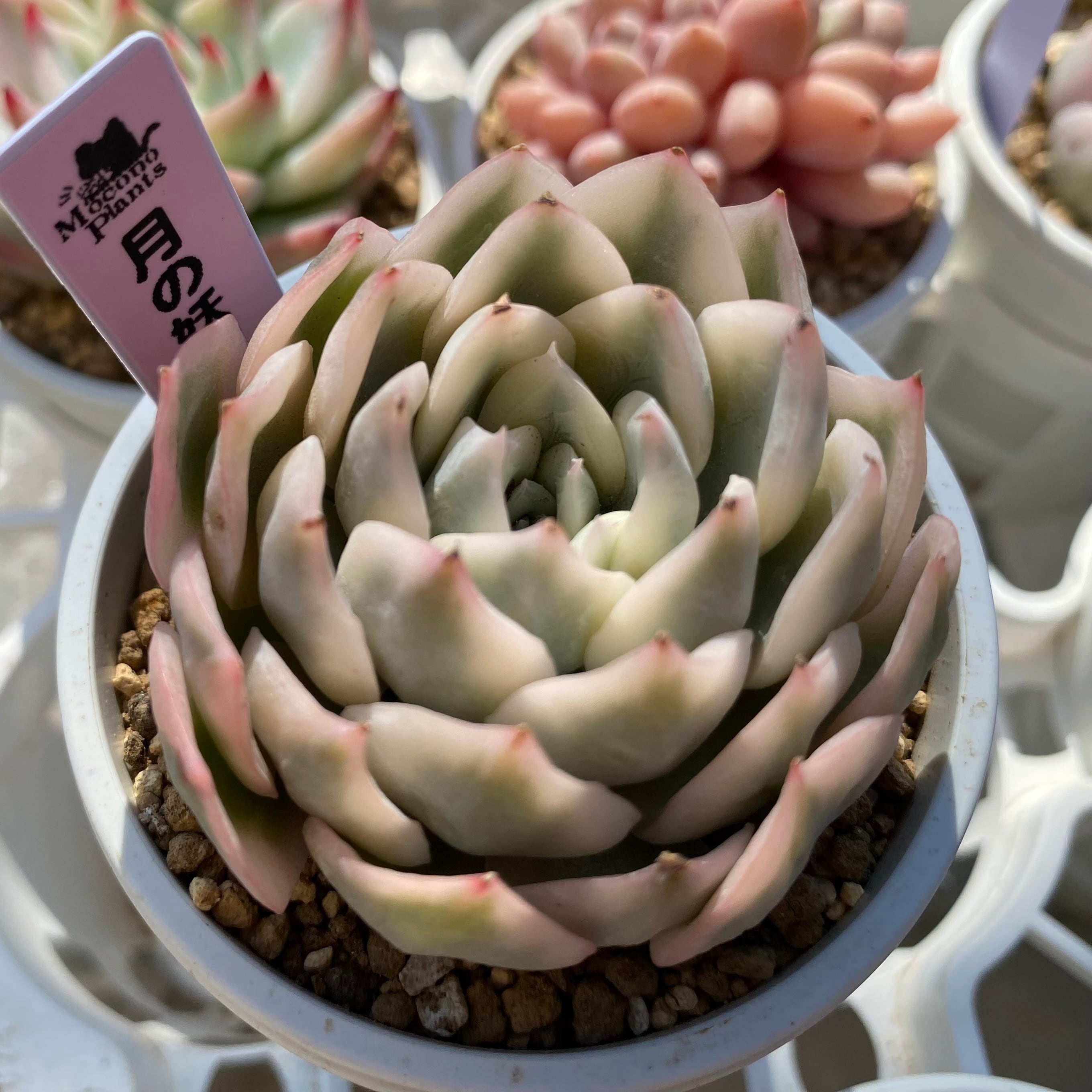 ルノーディーン多肉植物 エケベリア カット苗 微発根のもあり