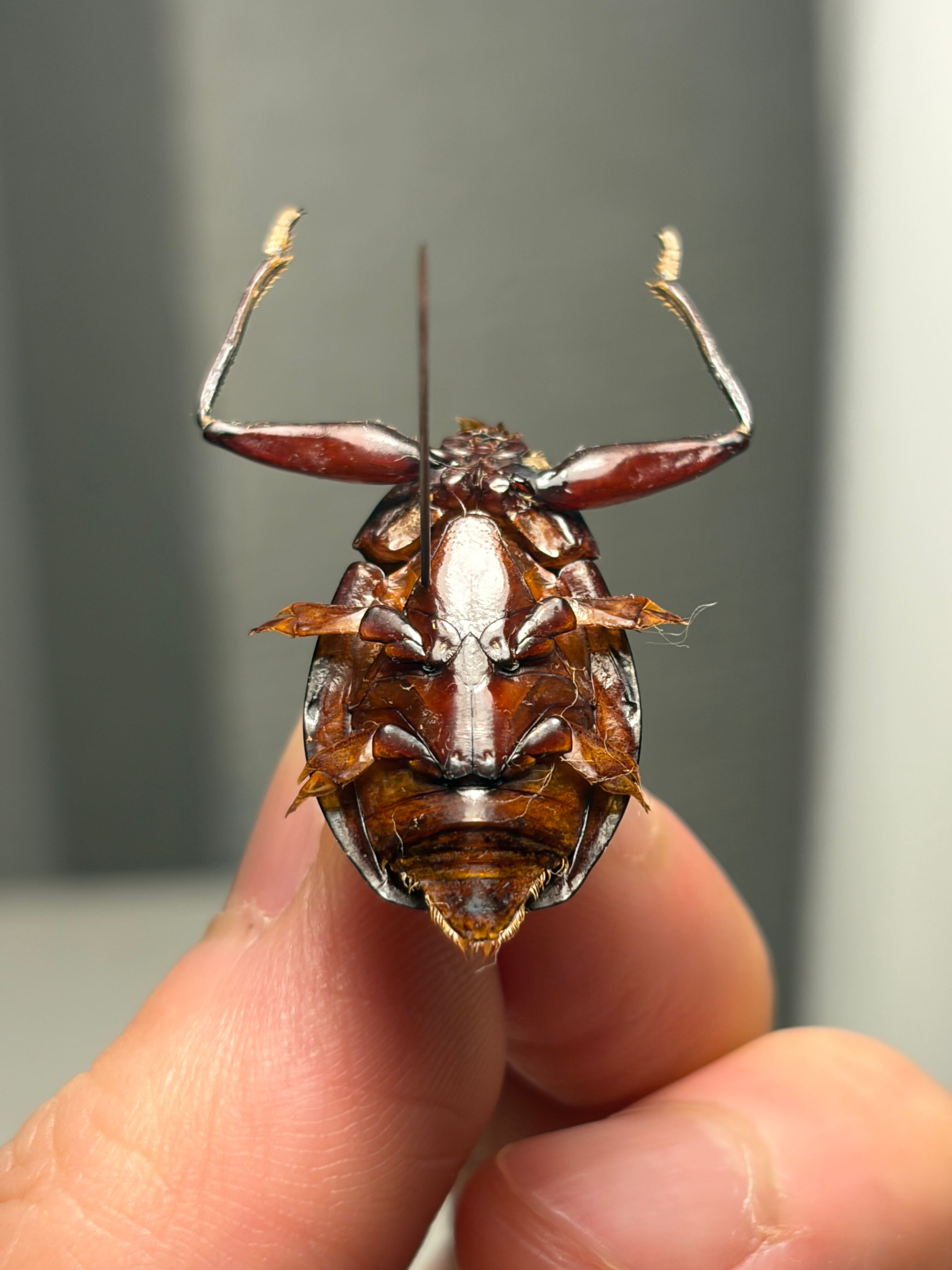 25mm】金属光沢感が美しいオウサマミズスマシに酷似の一種 標本 タガメ