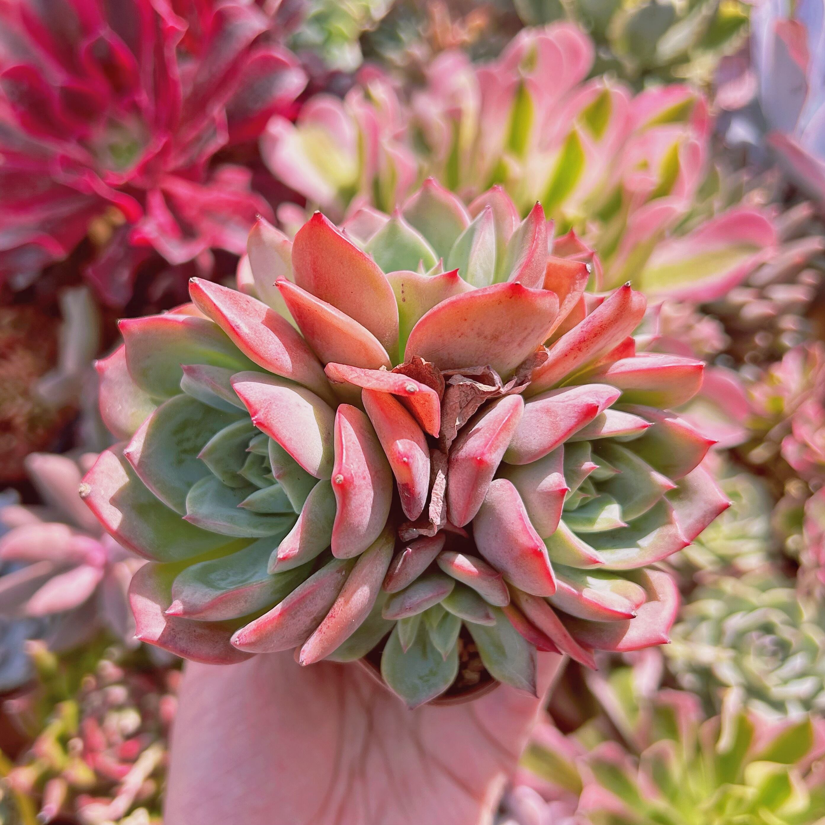 #881現物　多肉植物　香妃　特大